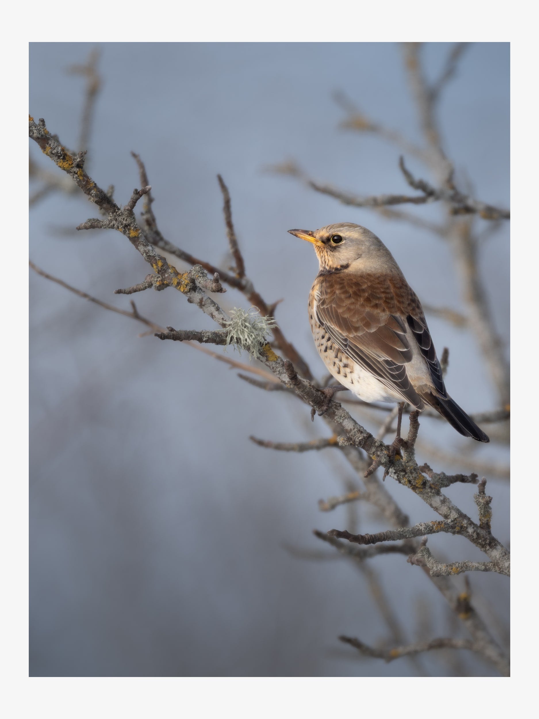 Fieldfare on Branch – Winter Nature Fine Art Print
