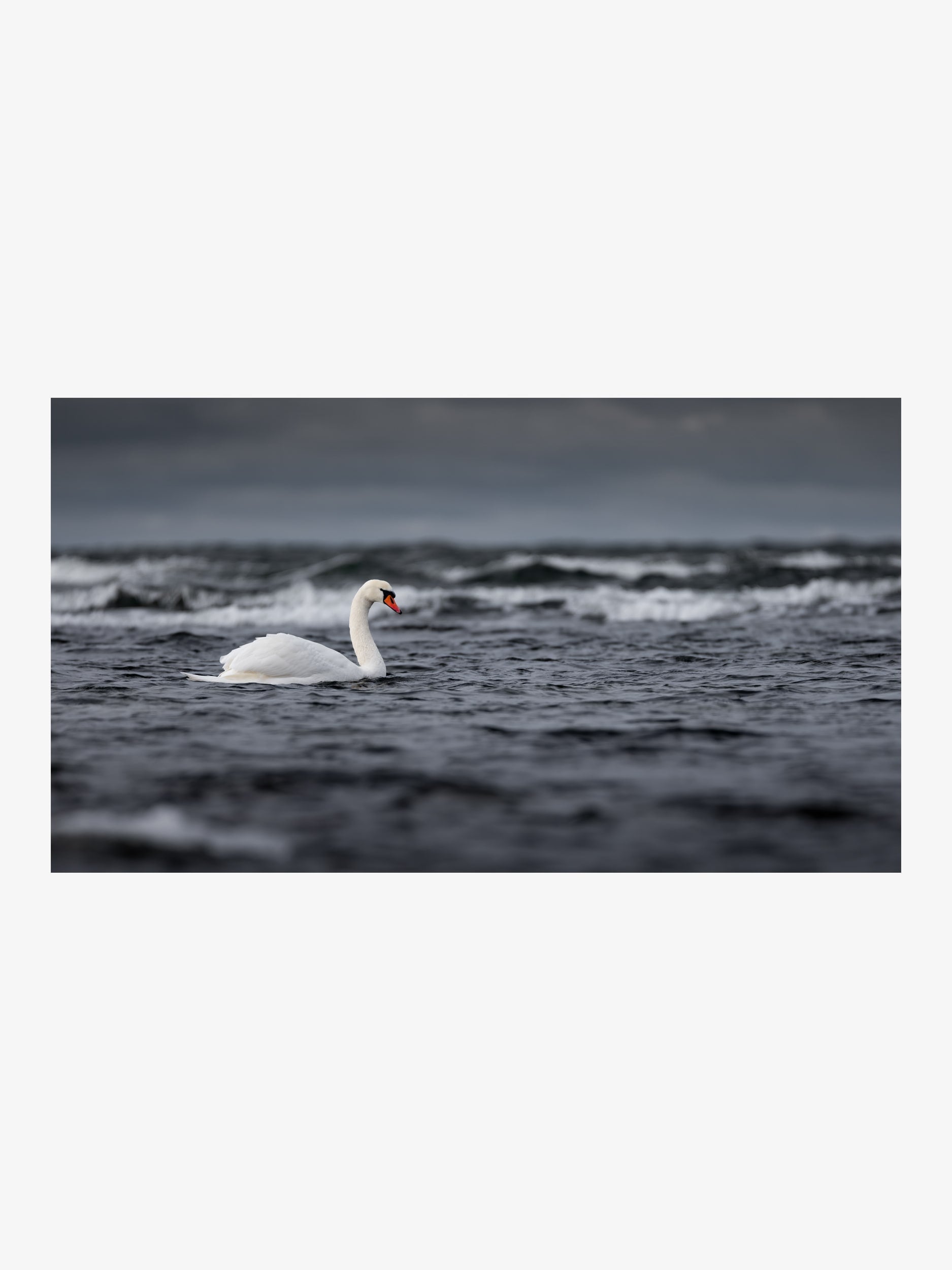 Swan on Sea Waves – Elegant Nature Fine Art Print