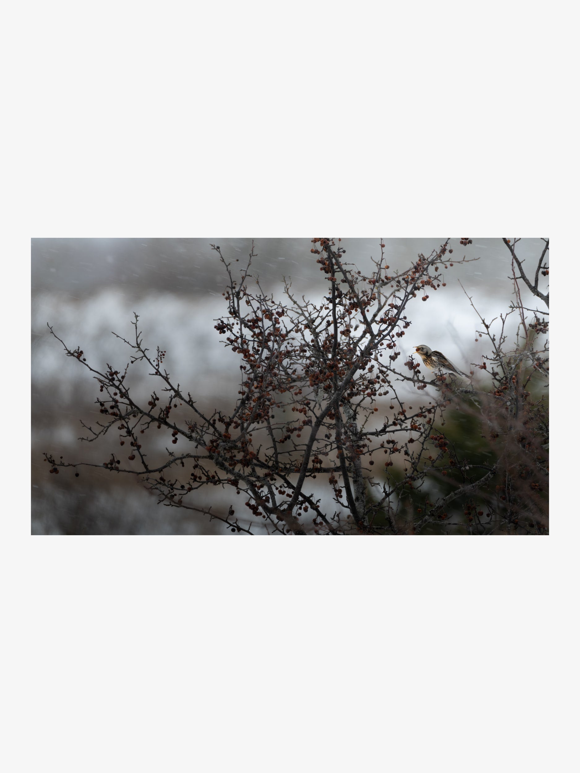 Fieldfare with Winter Berries – Atmospheric Nature Fine Art Print