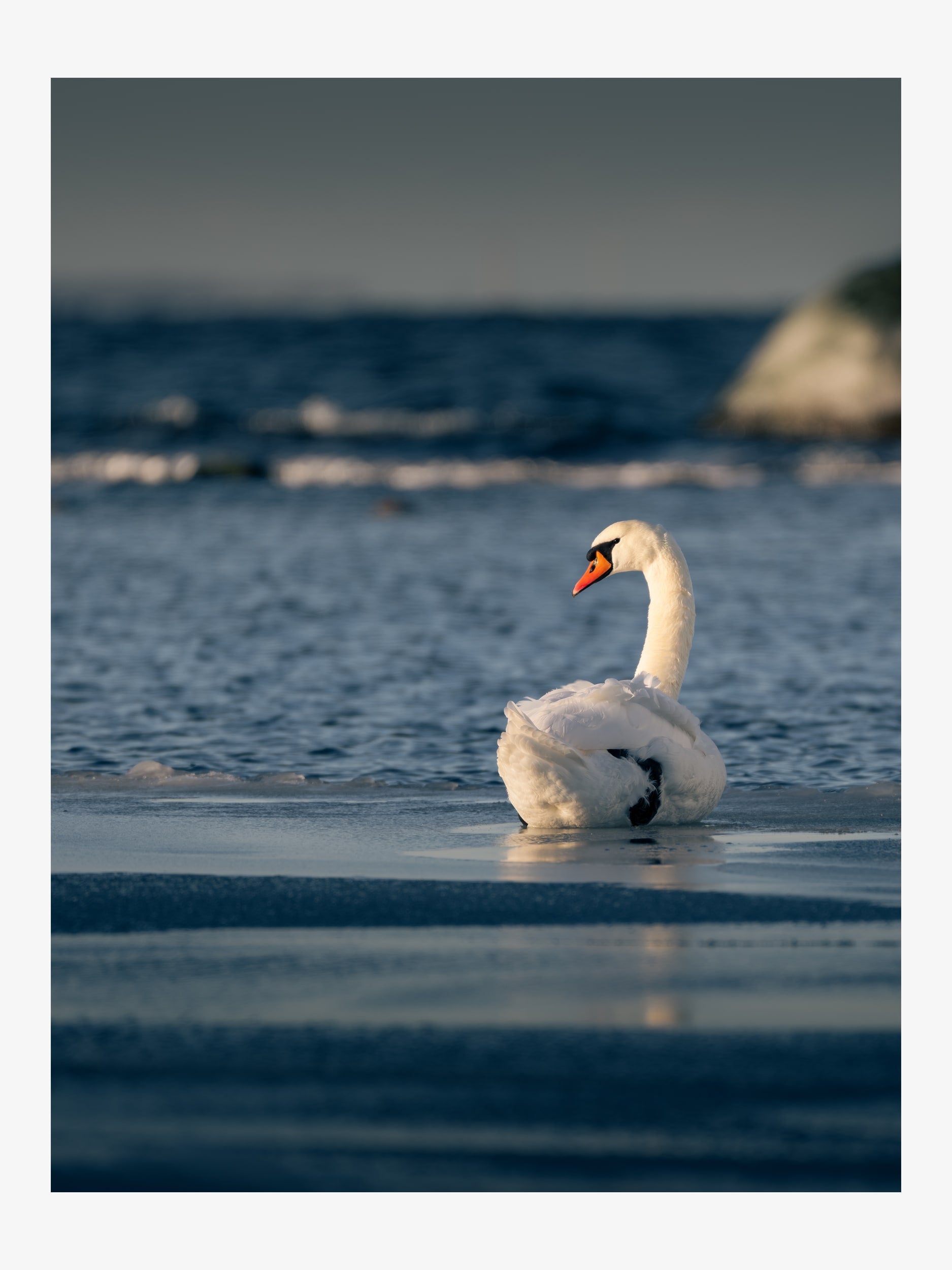 Swan on Winter Sea – Refined Nature Fine Art Print
