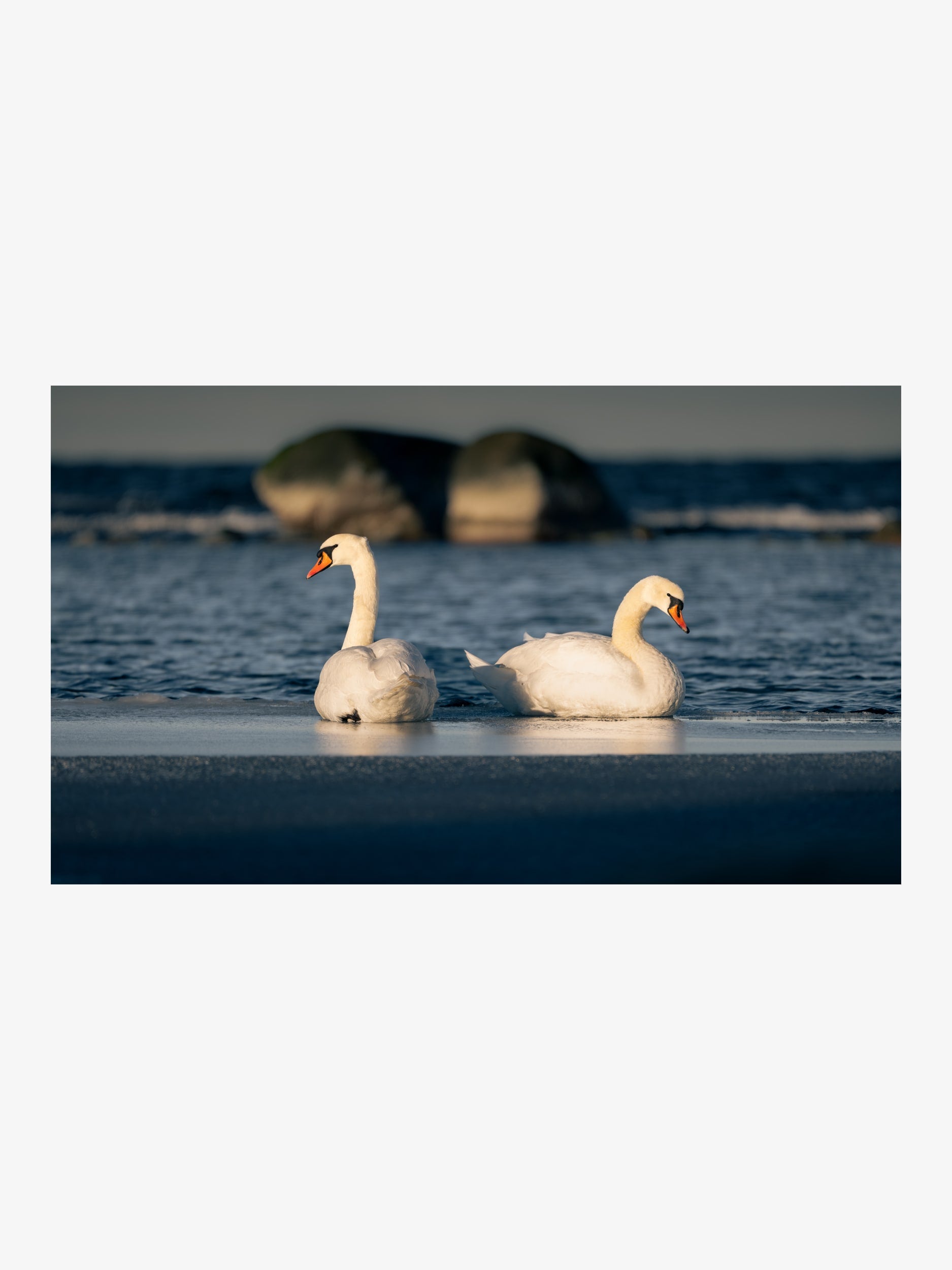 Pair of Swans by Winter Sea – Romantic Nature Fine Art Print