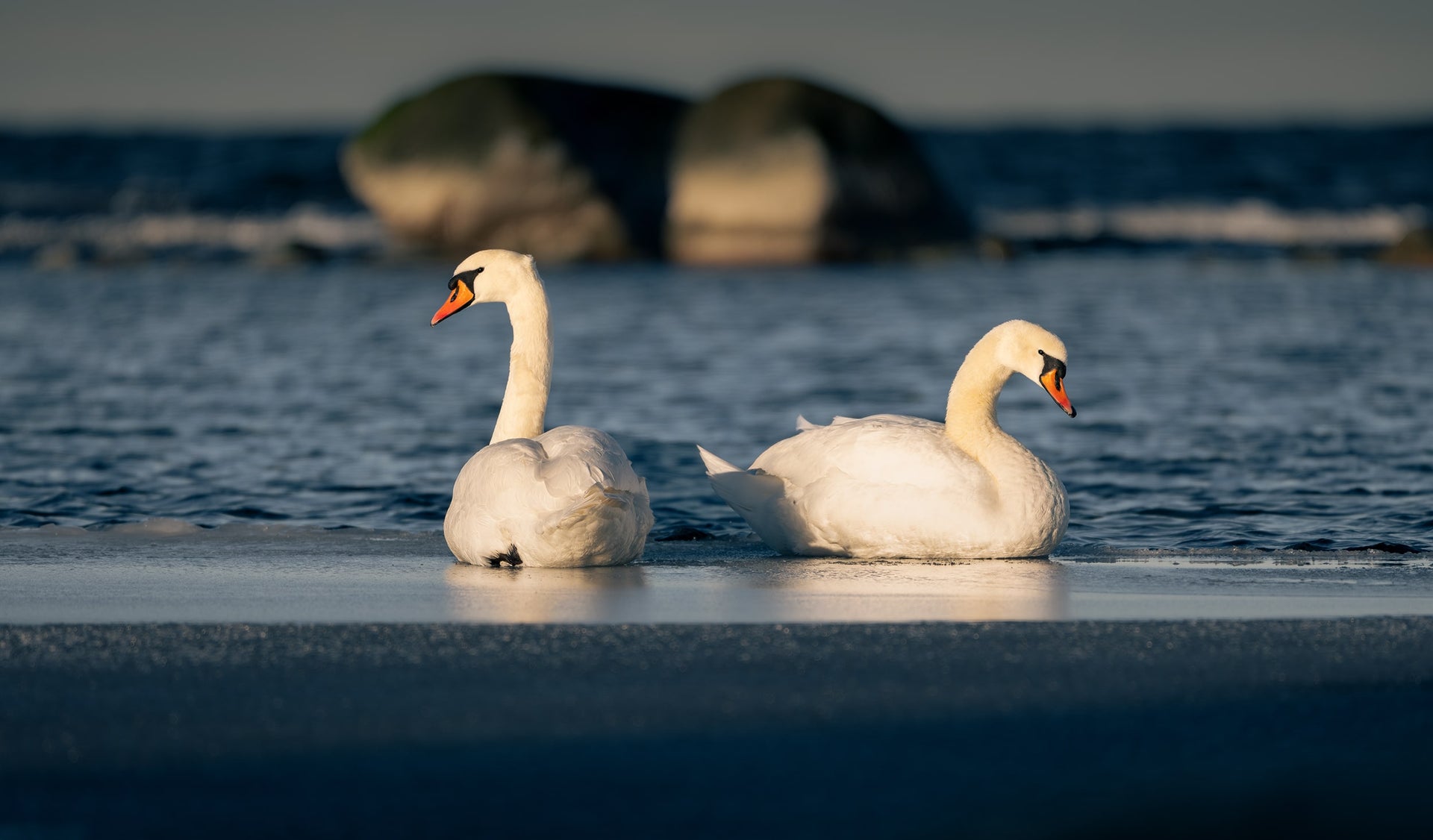 Pair of Swans by Winter Sea – Romantic Nature Fine Art Print