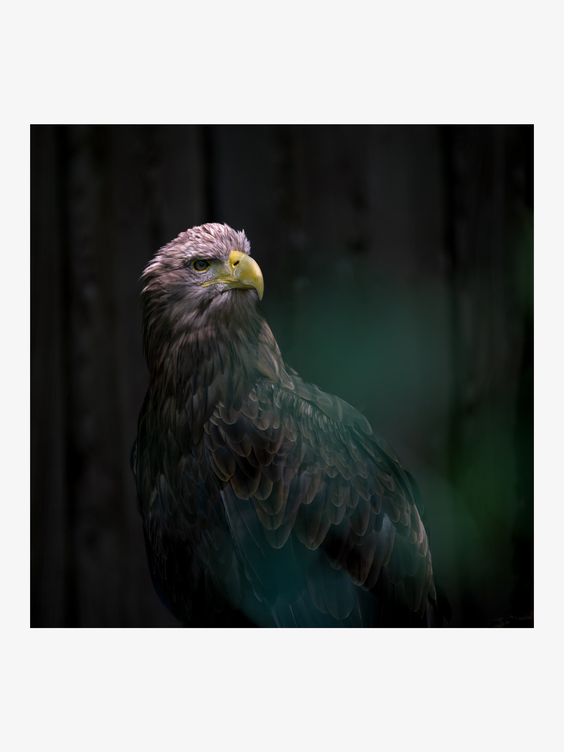 White-Tailed Eagle in Dramatic Light – Expressive Fine Art Print