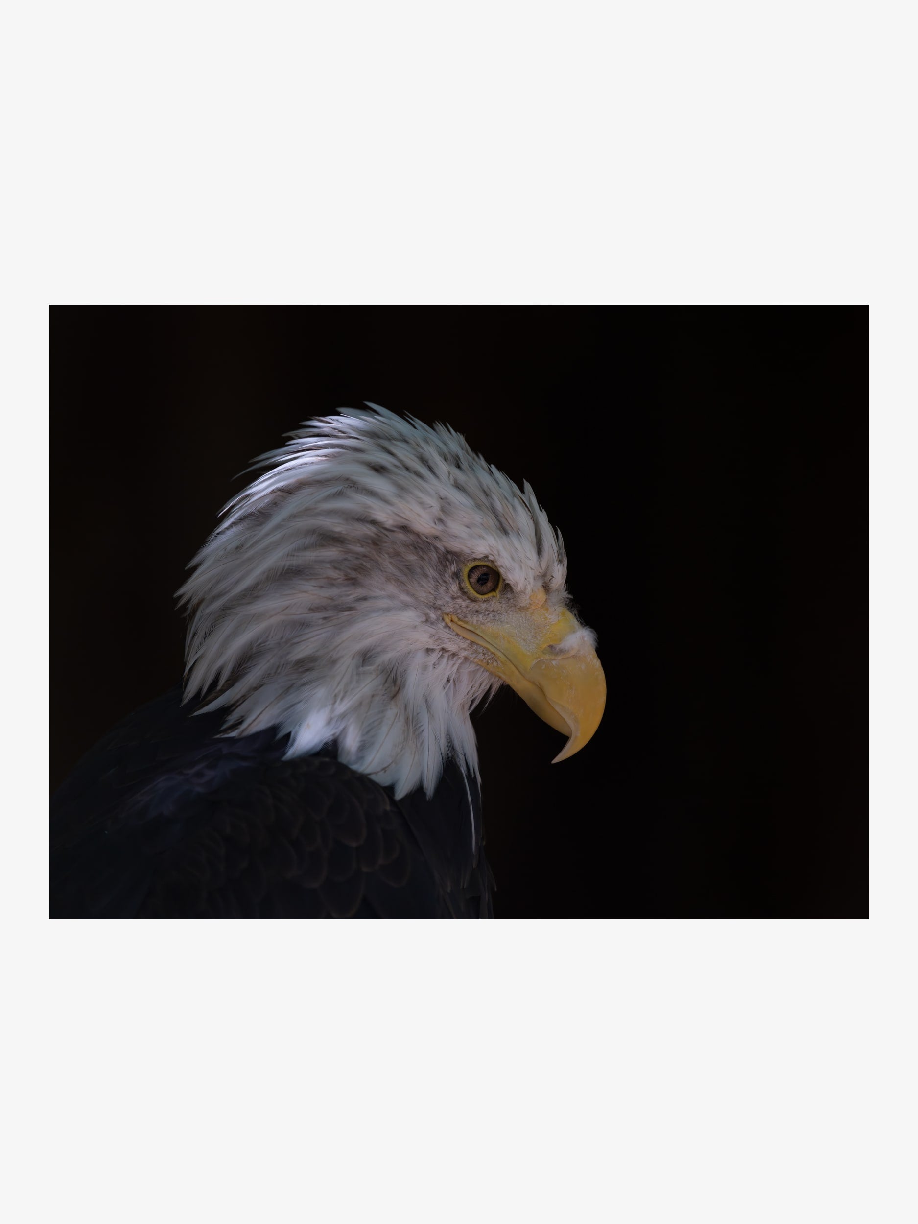 Bald Eagle Profile – Majestic Wildlife Fine Art Print