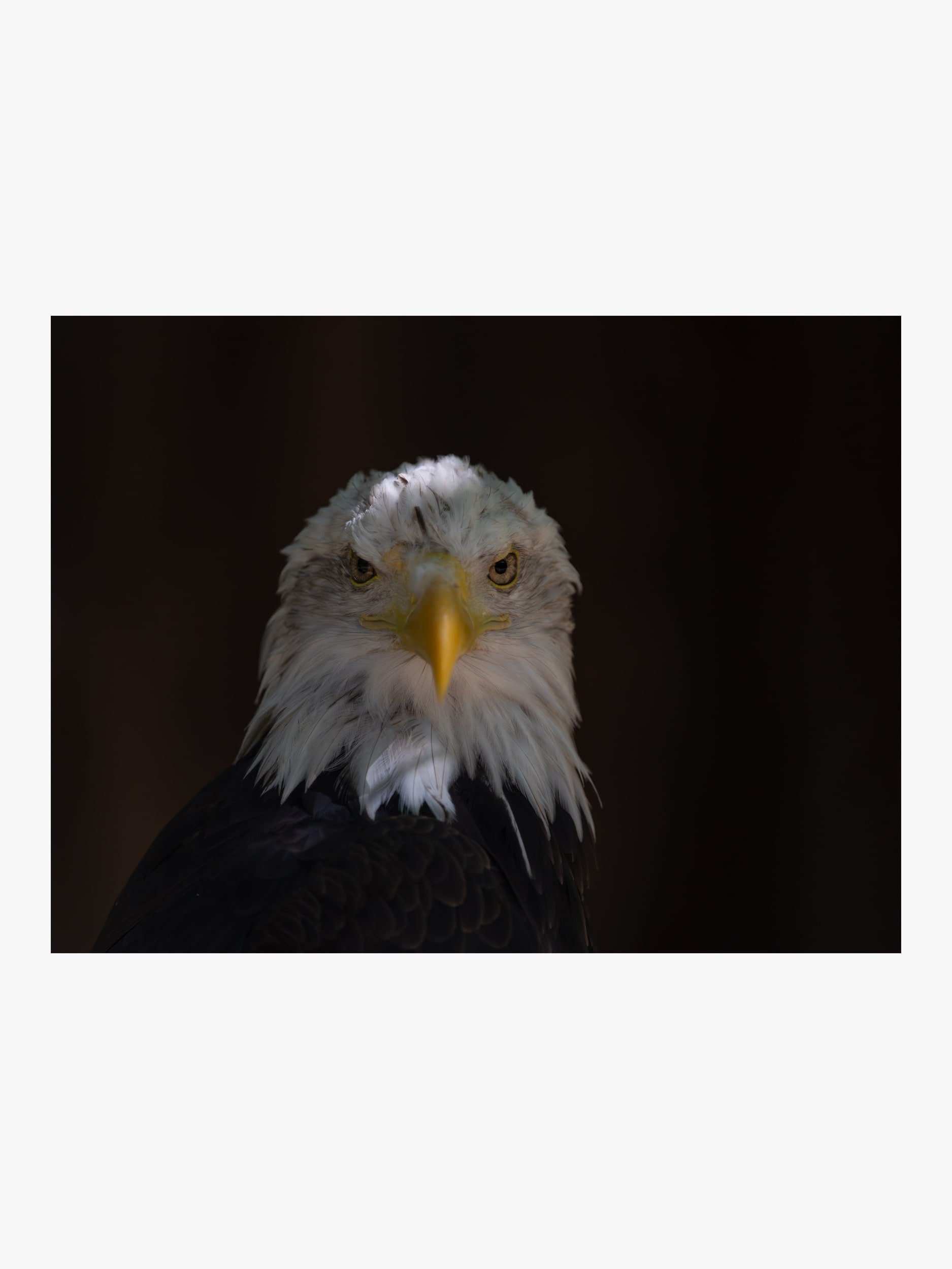 Bald Eagle Portrait – Symbol of Strength Fine Art Print