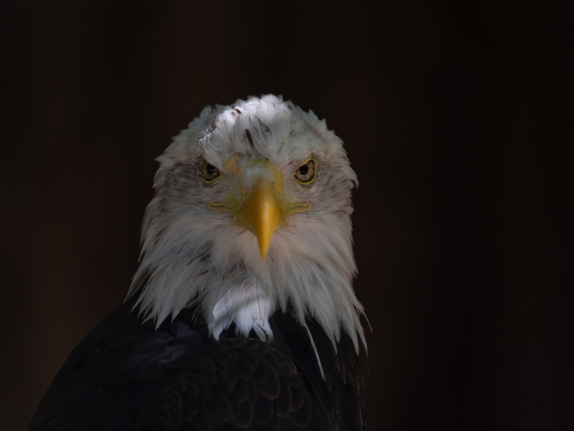 Bald Eagle Portrait – Symbol of Strength Fine Art Print