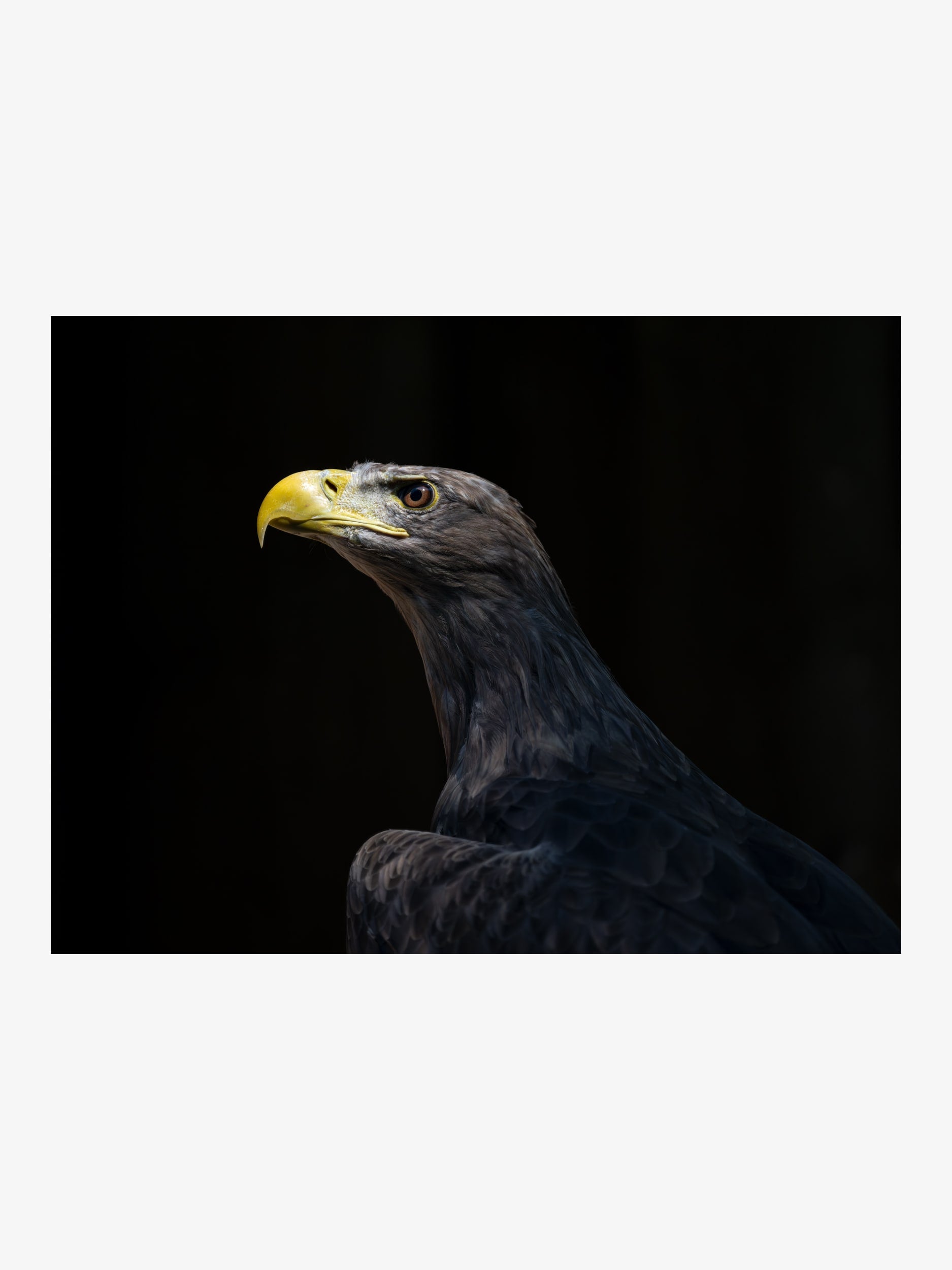 Steller’s Sea Eagle Profile – Wildlife Fine Art Print