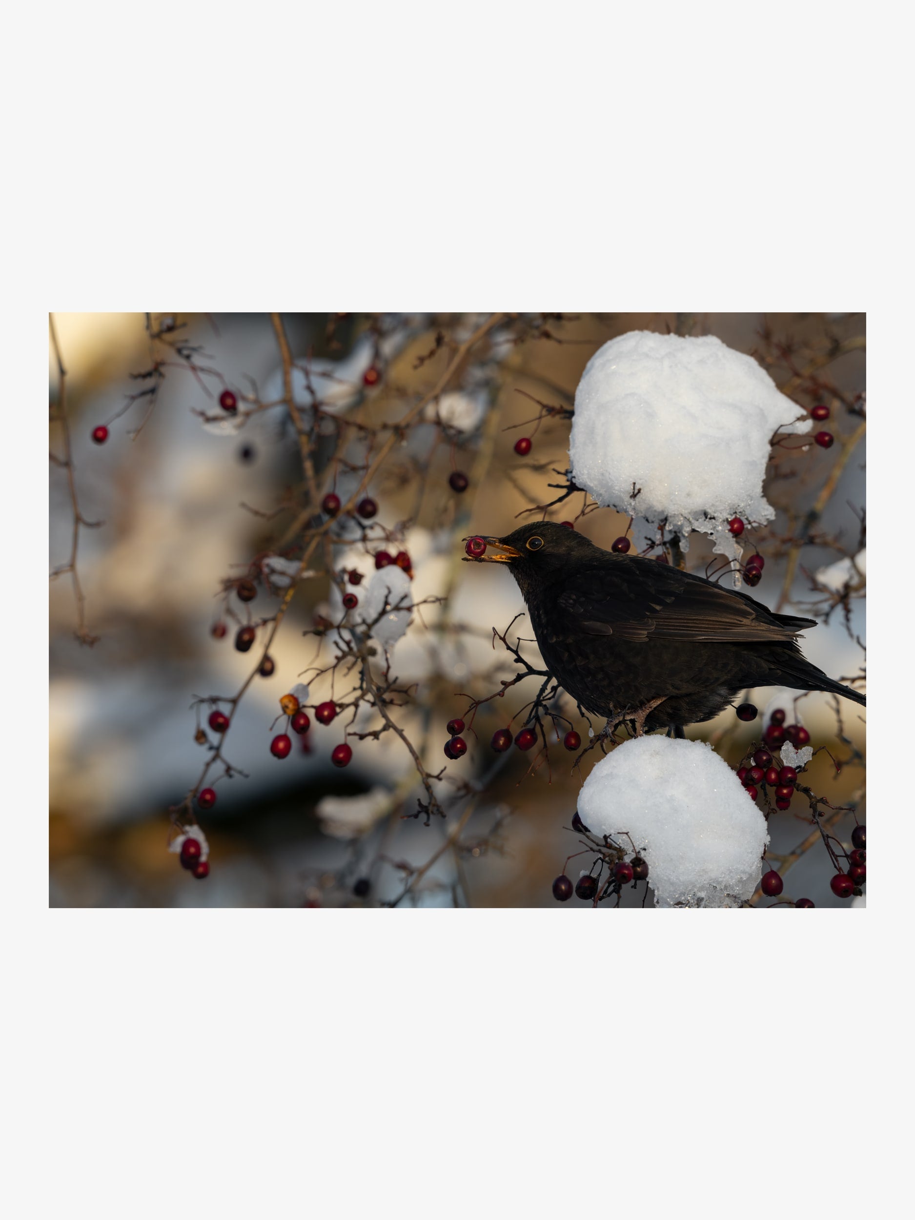 Blackbird with Berry – Winter Nature Fine Art Print