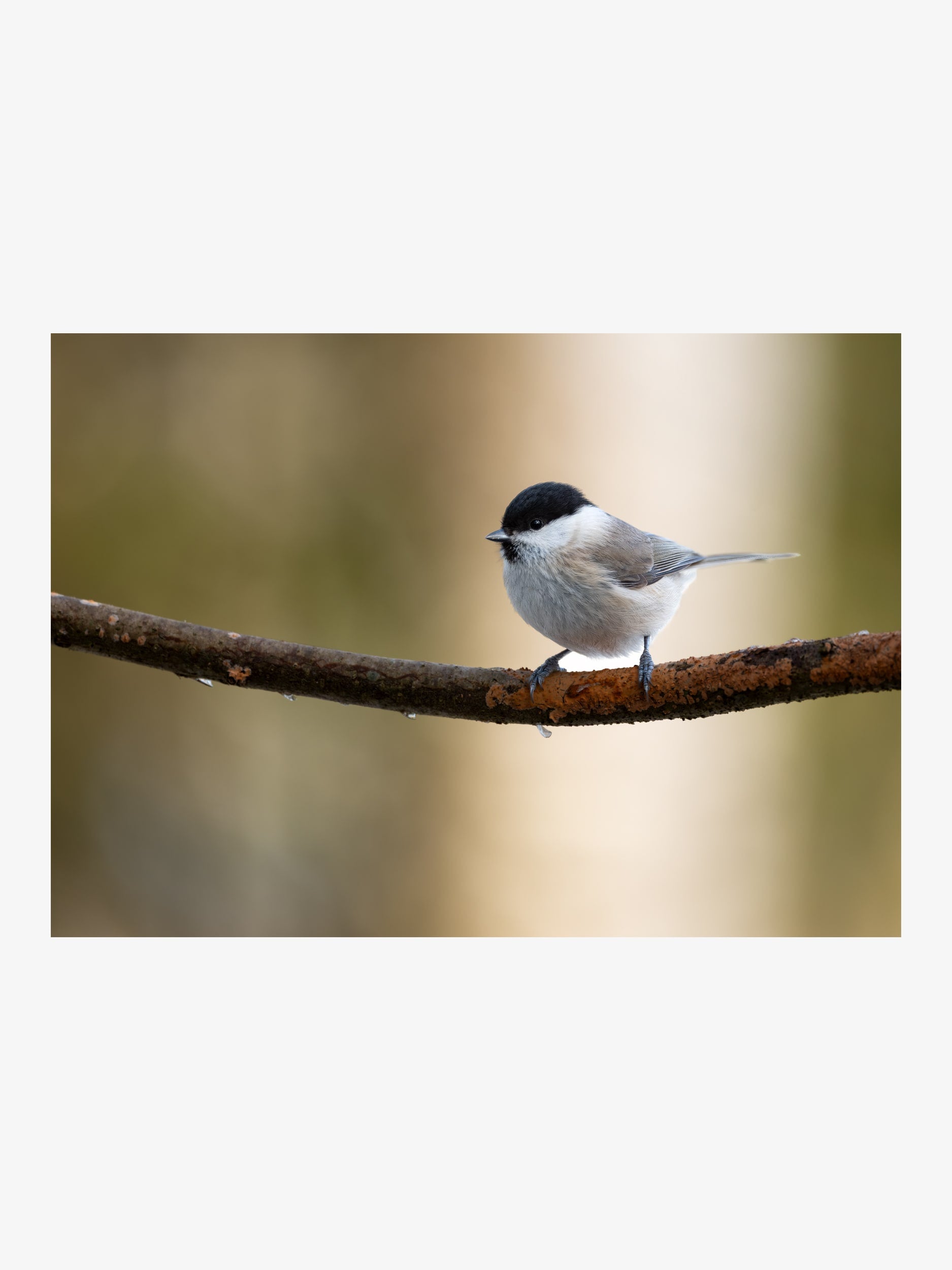 Willow Tit on Branch – Minimalist Nature Fine Art Print