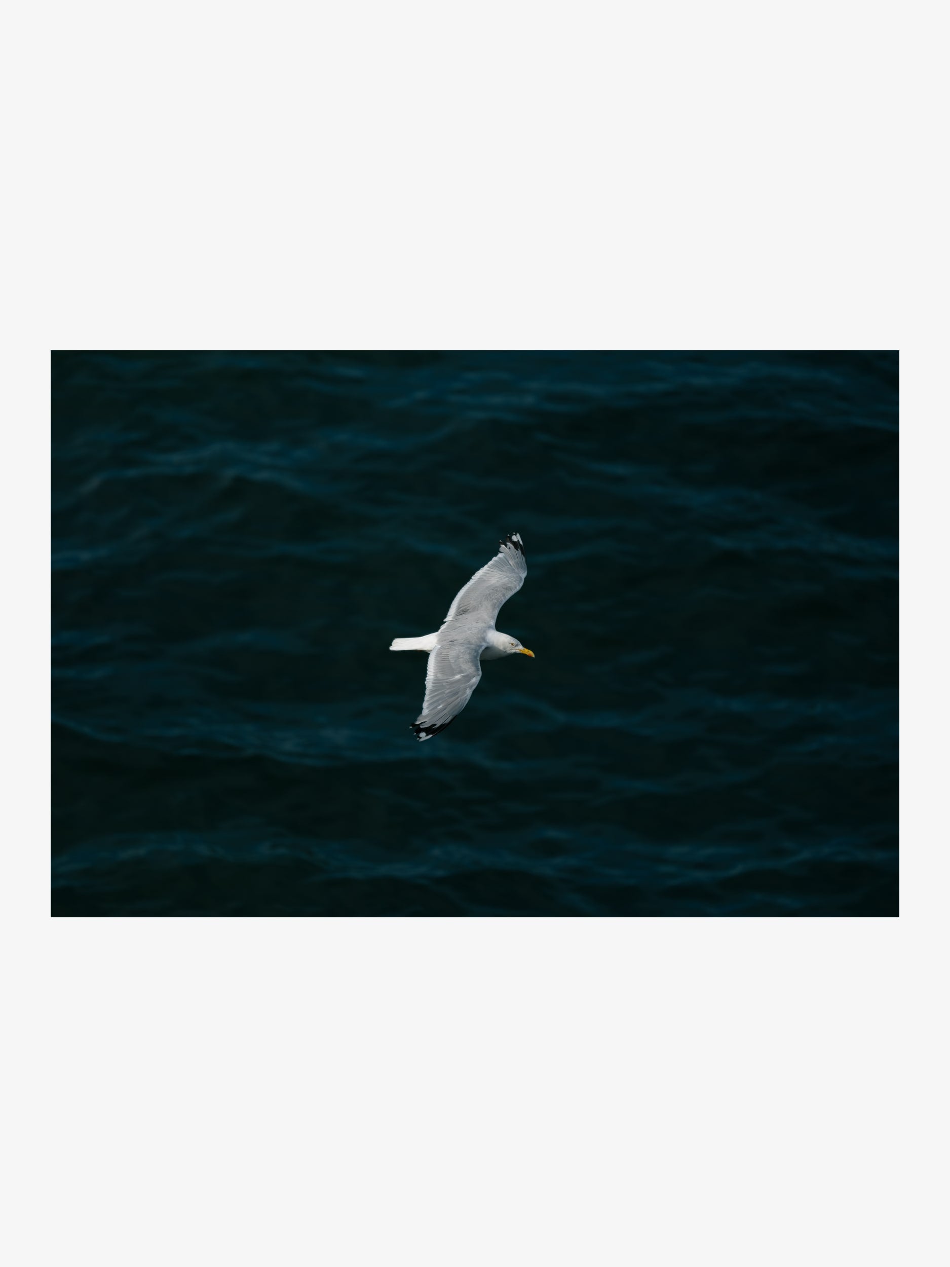 Seagull Flying over Sea – Minimalist Nature Fine Art Print