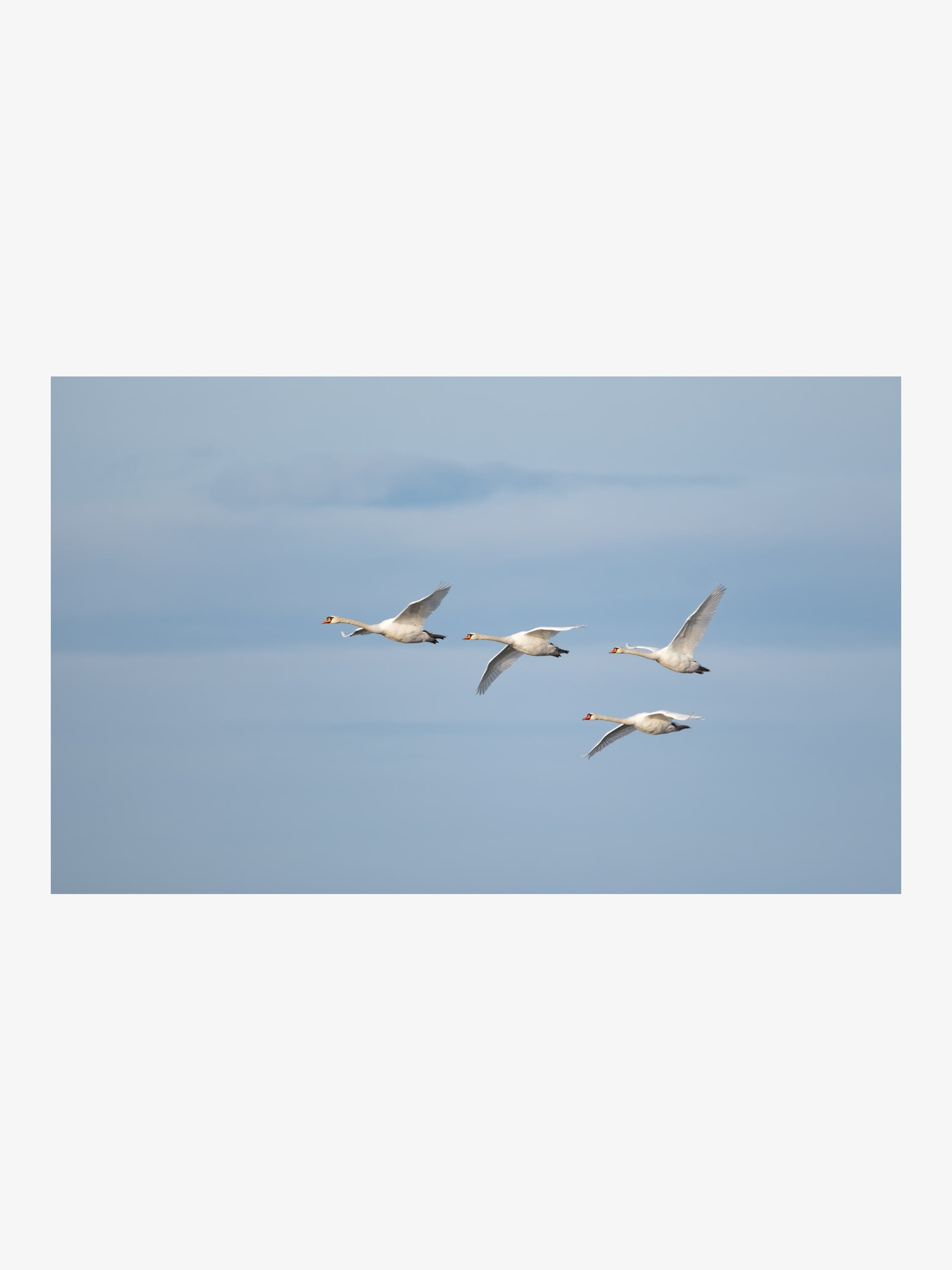 Swans Flying in the Sky – Elegant Nature Fine Art Print