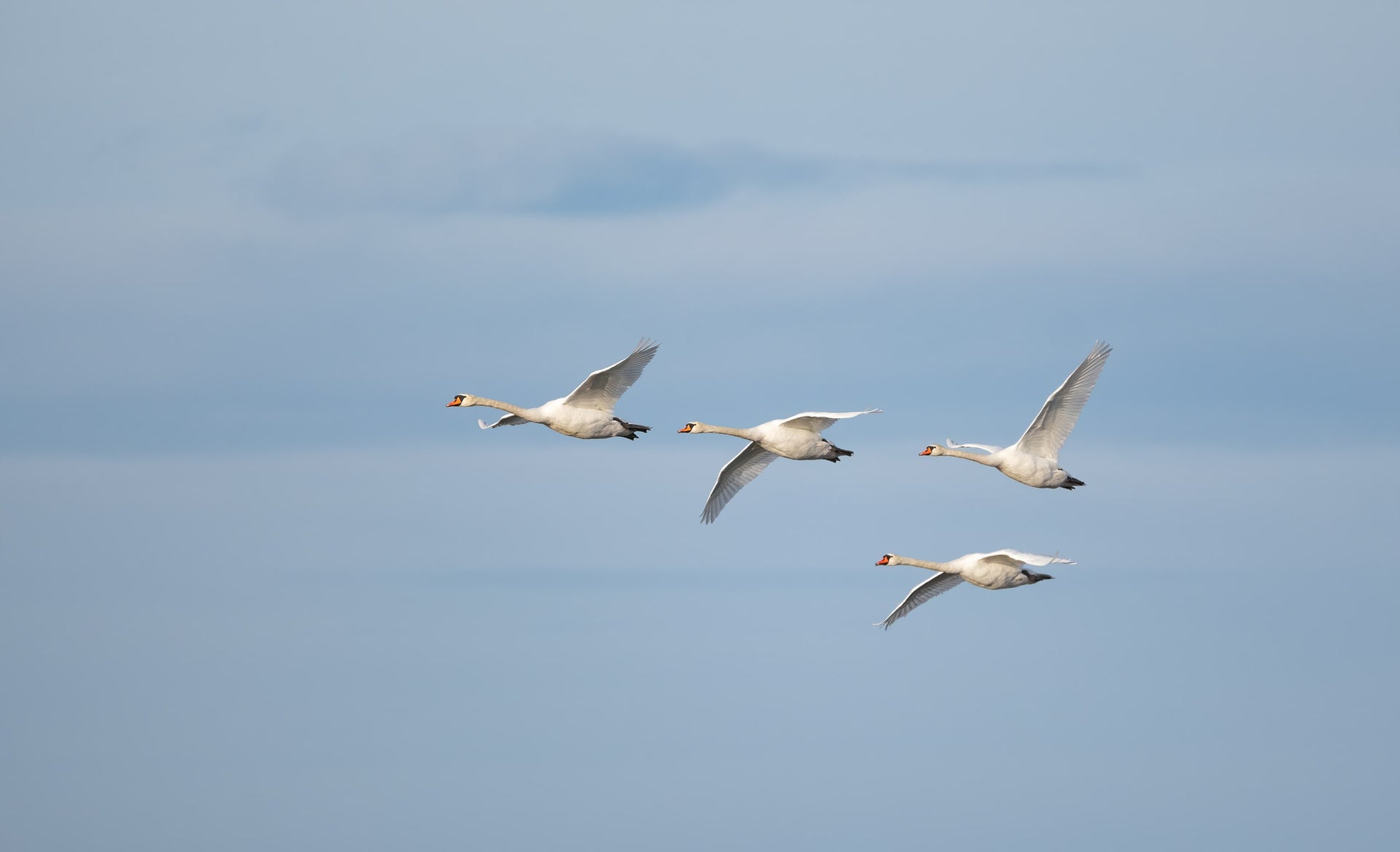 Swans Flying in the Sky – Elegant Nature Fine Art Print