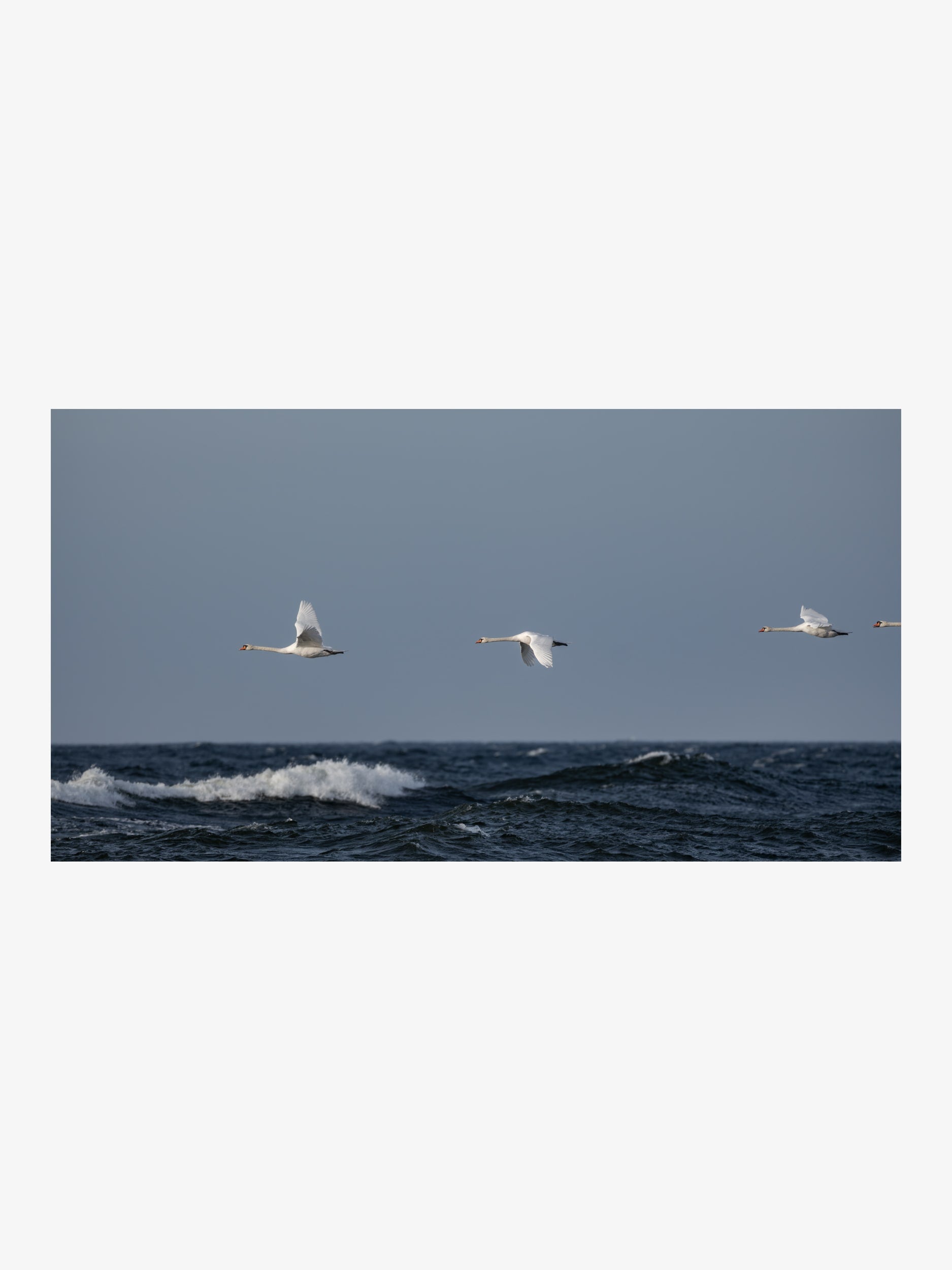 Swans Flying over Sea – Expressive Nature Fine Art Print
