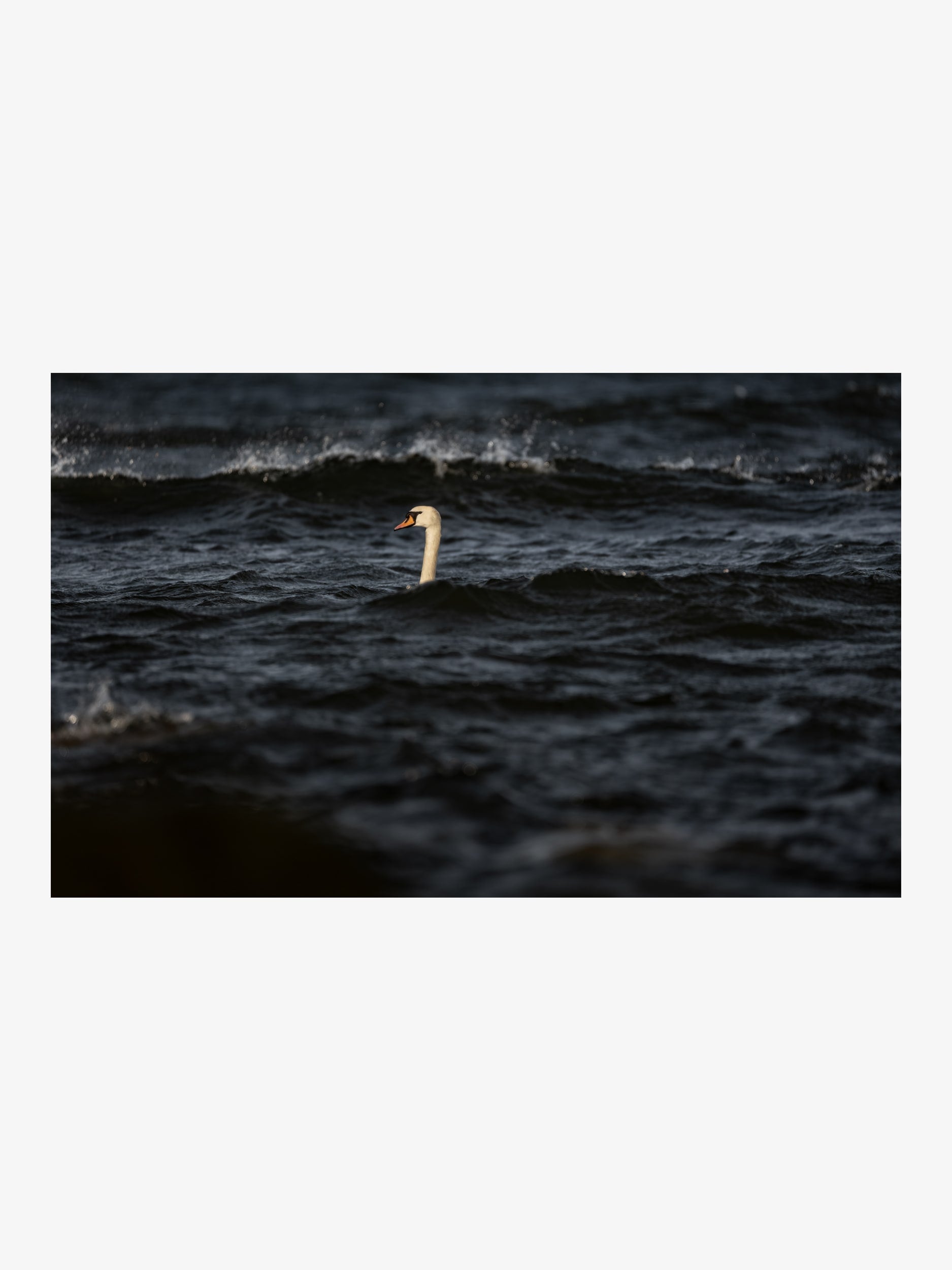 Swan in Sea Waves – Dramatic Nature Fine Art Print