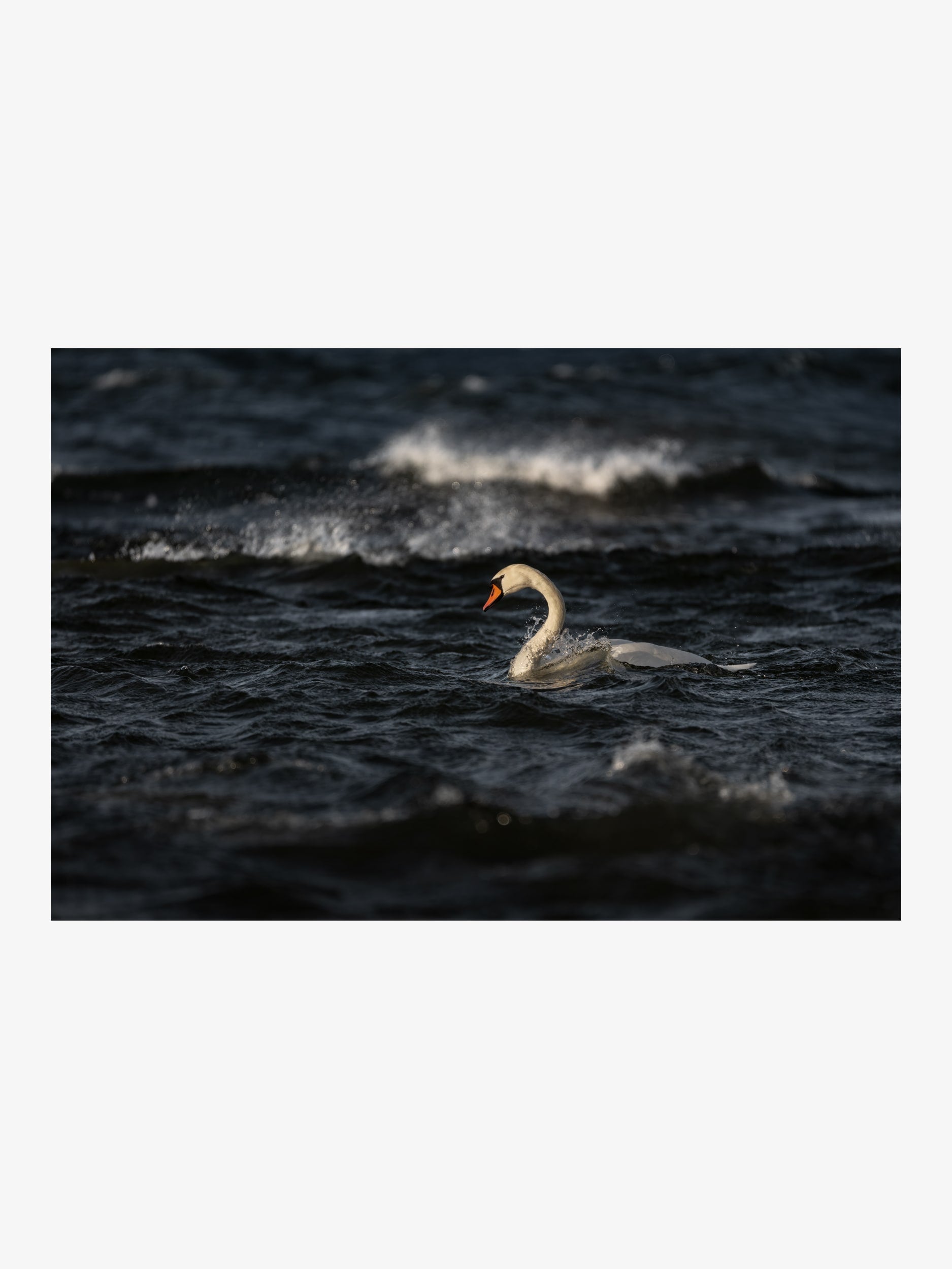 Swan on Sea Waves – Nature Fine Art Print