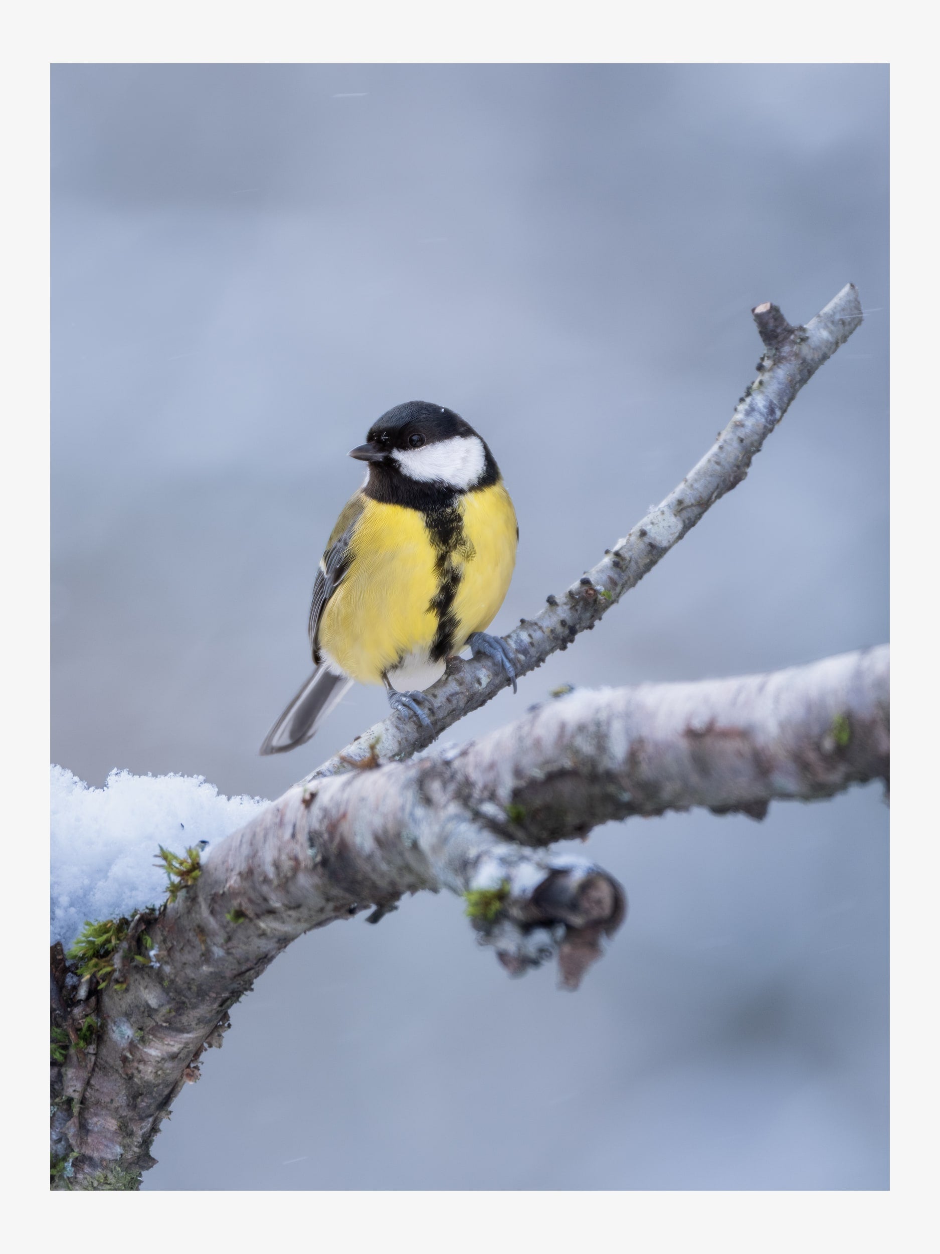 Great Tit on Winter Branch – Nature Fine Art Print