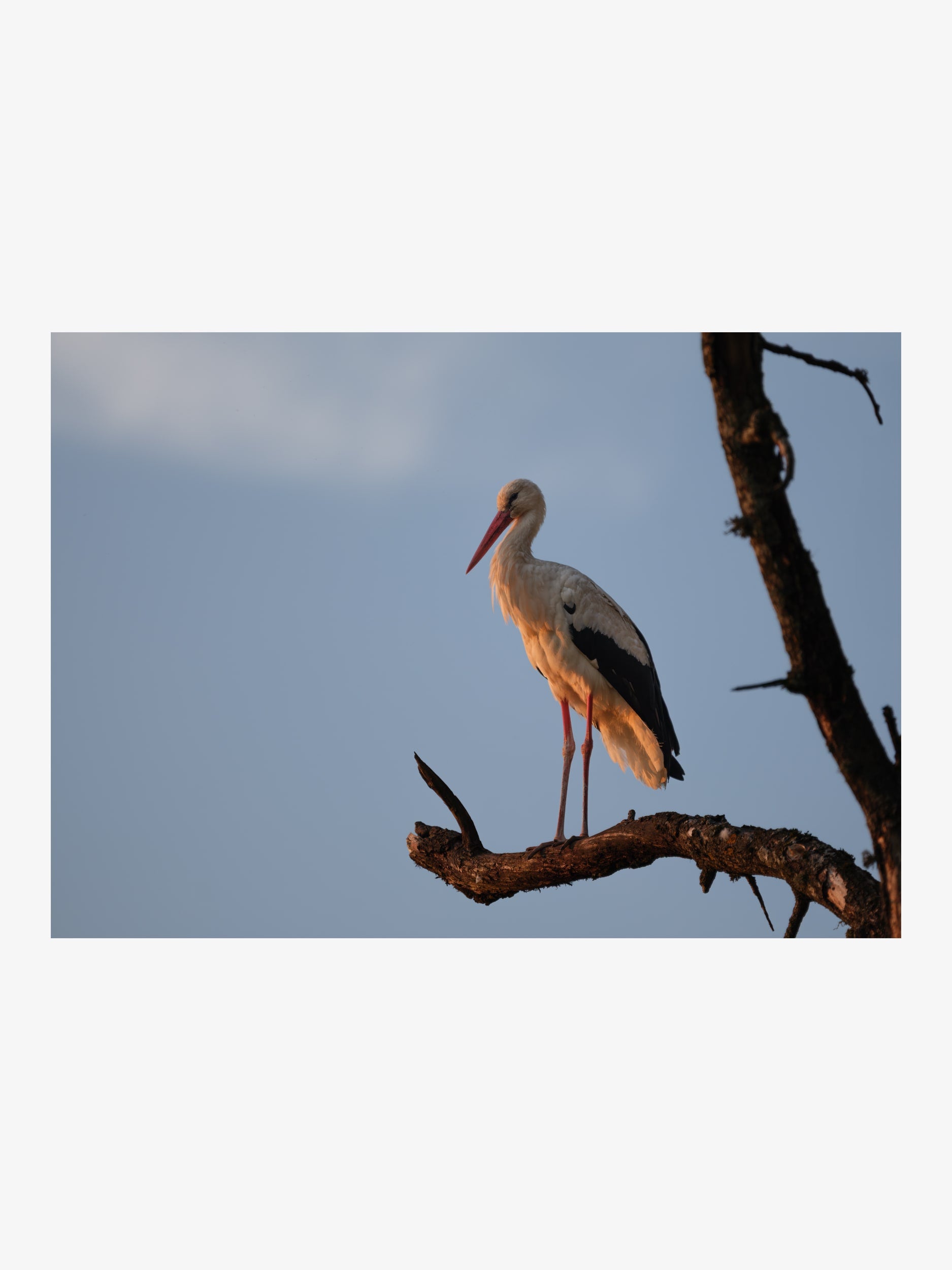 White Stork on Tree – Nature Fine Art Print