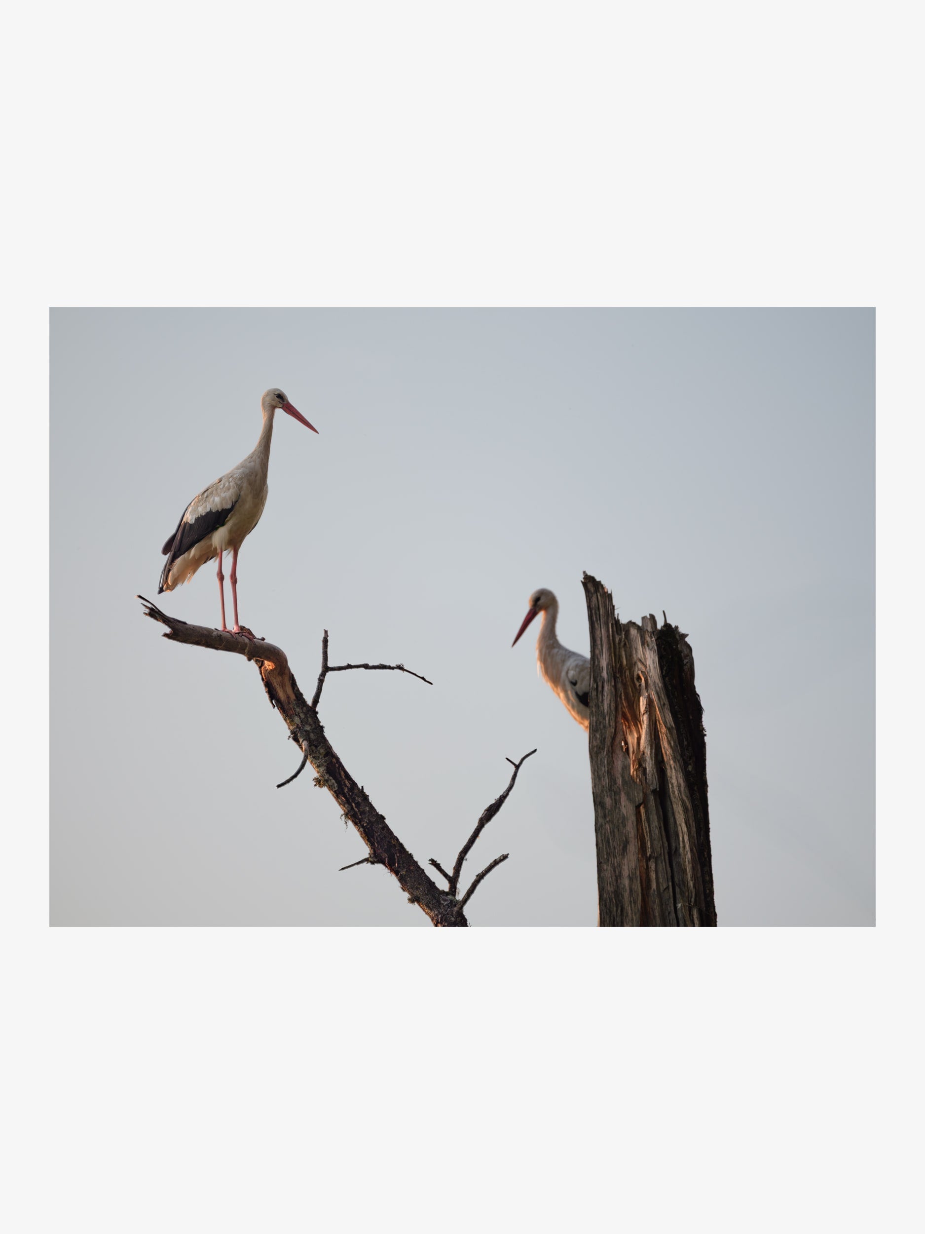 Pair of White Storks on Tree – Nature Fine Art Print