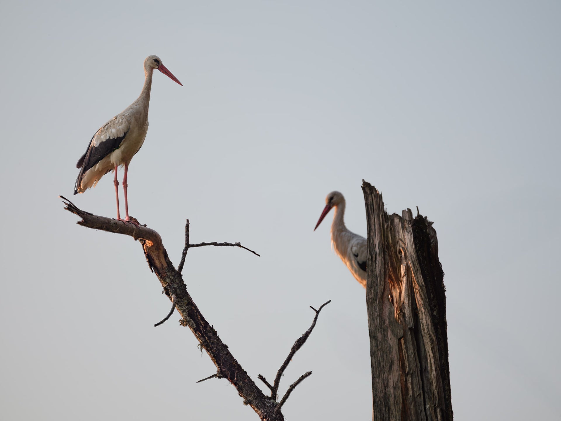 Pair of White Storks on Tree – Nature Fine Art Print