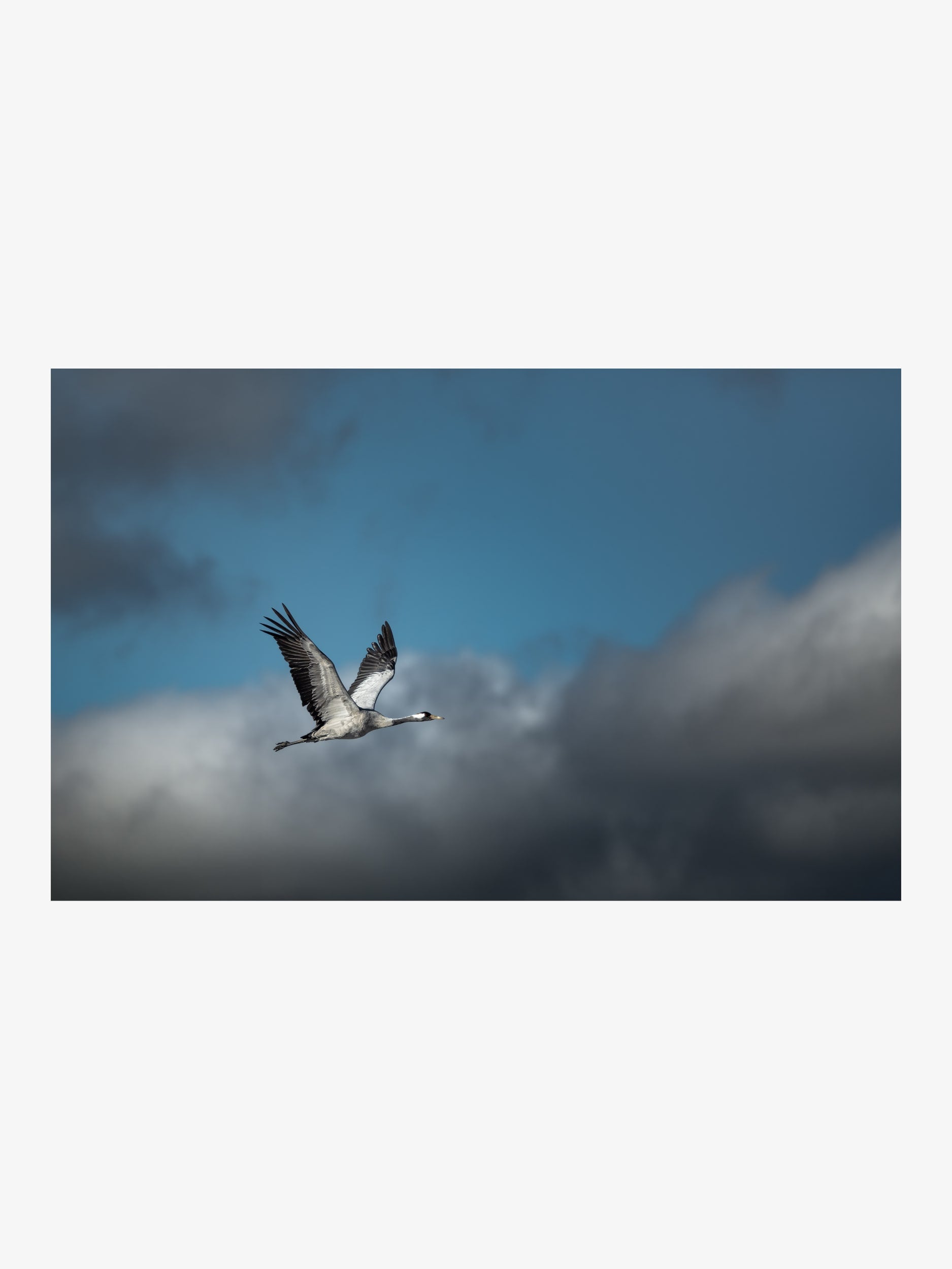 Common Crane in Flight – Nature Fine Art Print