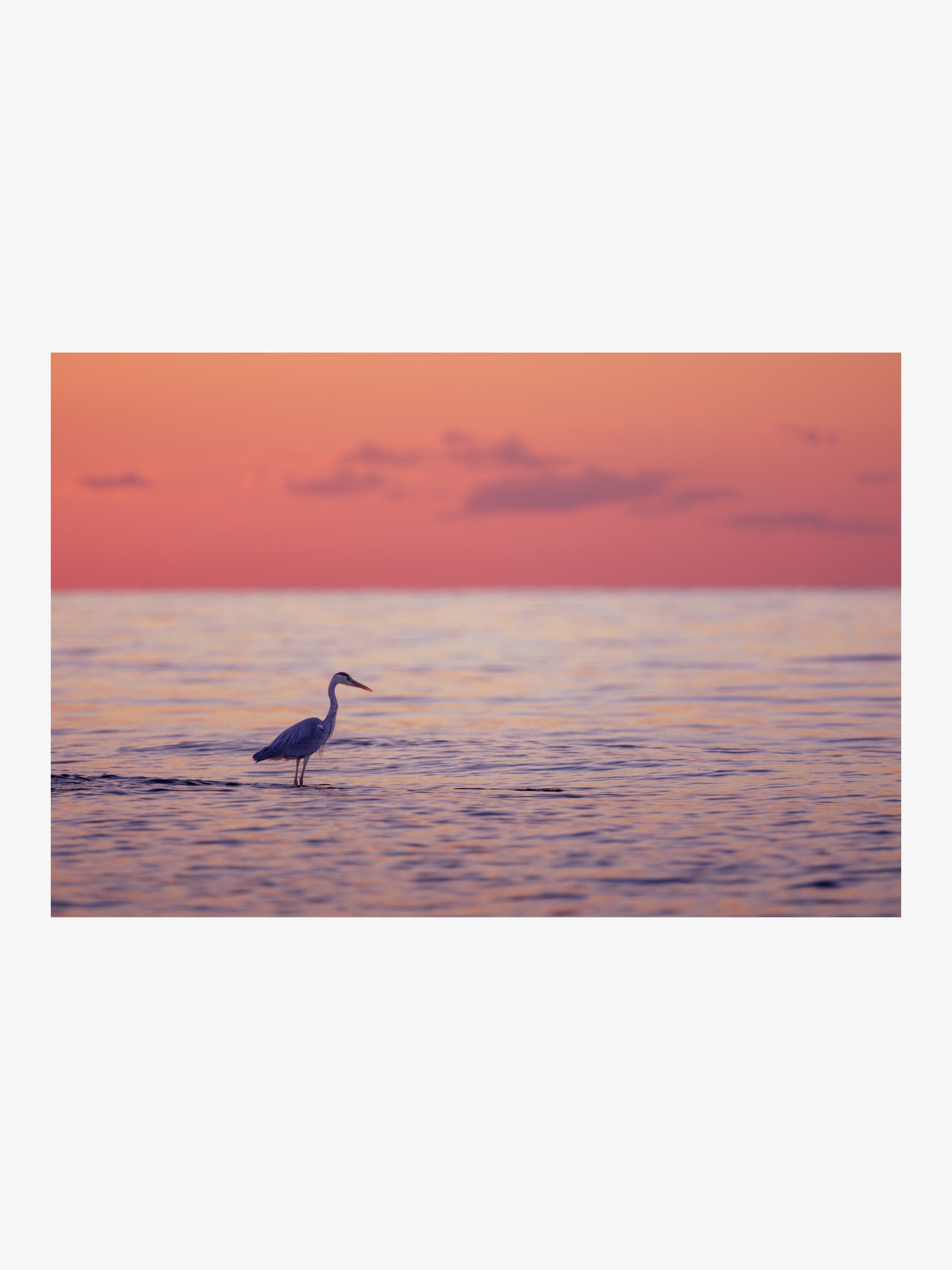Grey Heron at Sunset – Nature Fine Art Print