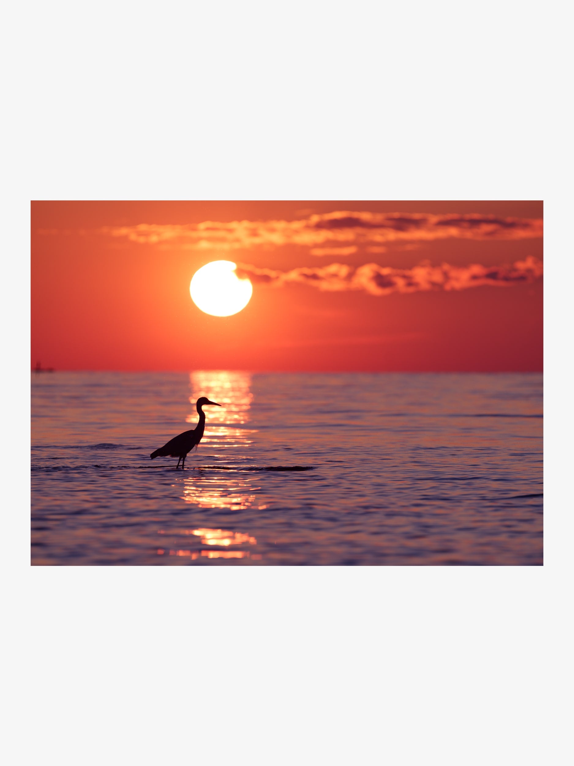 Heron Silhouette at Sunset – Nature Fine Art Print
