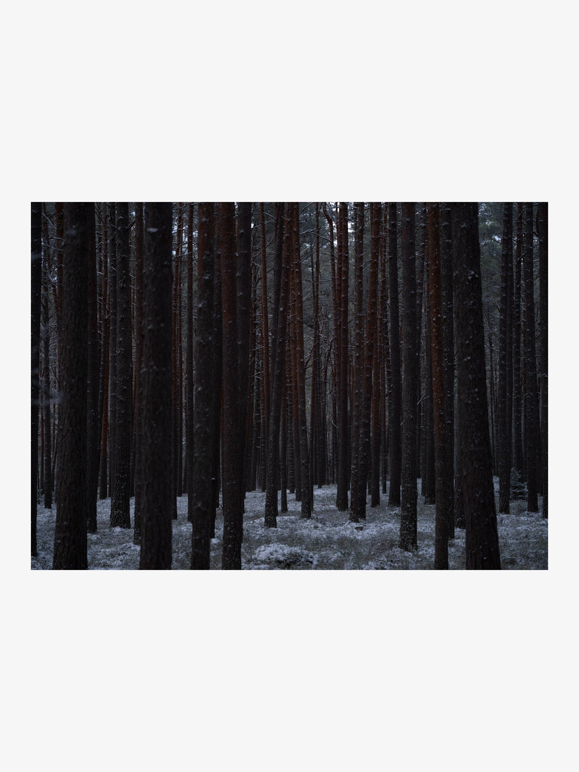 Winter Pine Forest – Landscape Fine Art Print