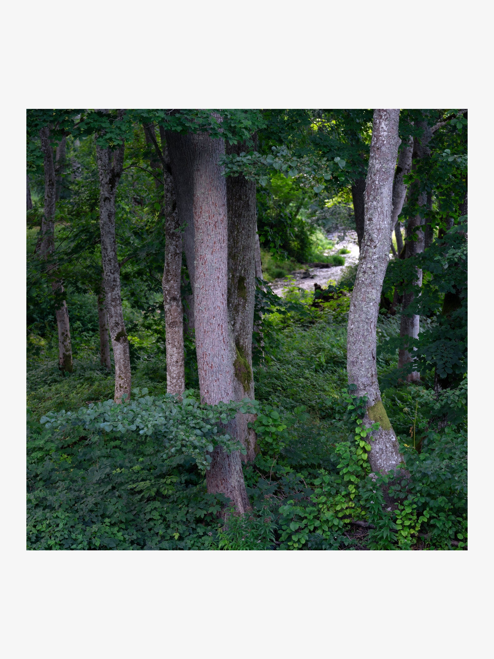 Summer Green Forest with Stream – Nature Fine Art Print