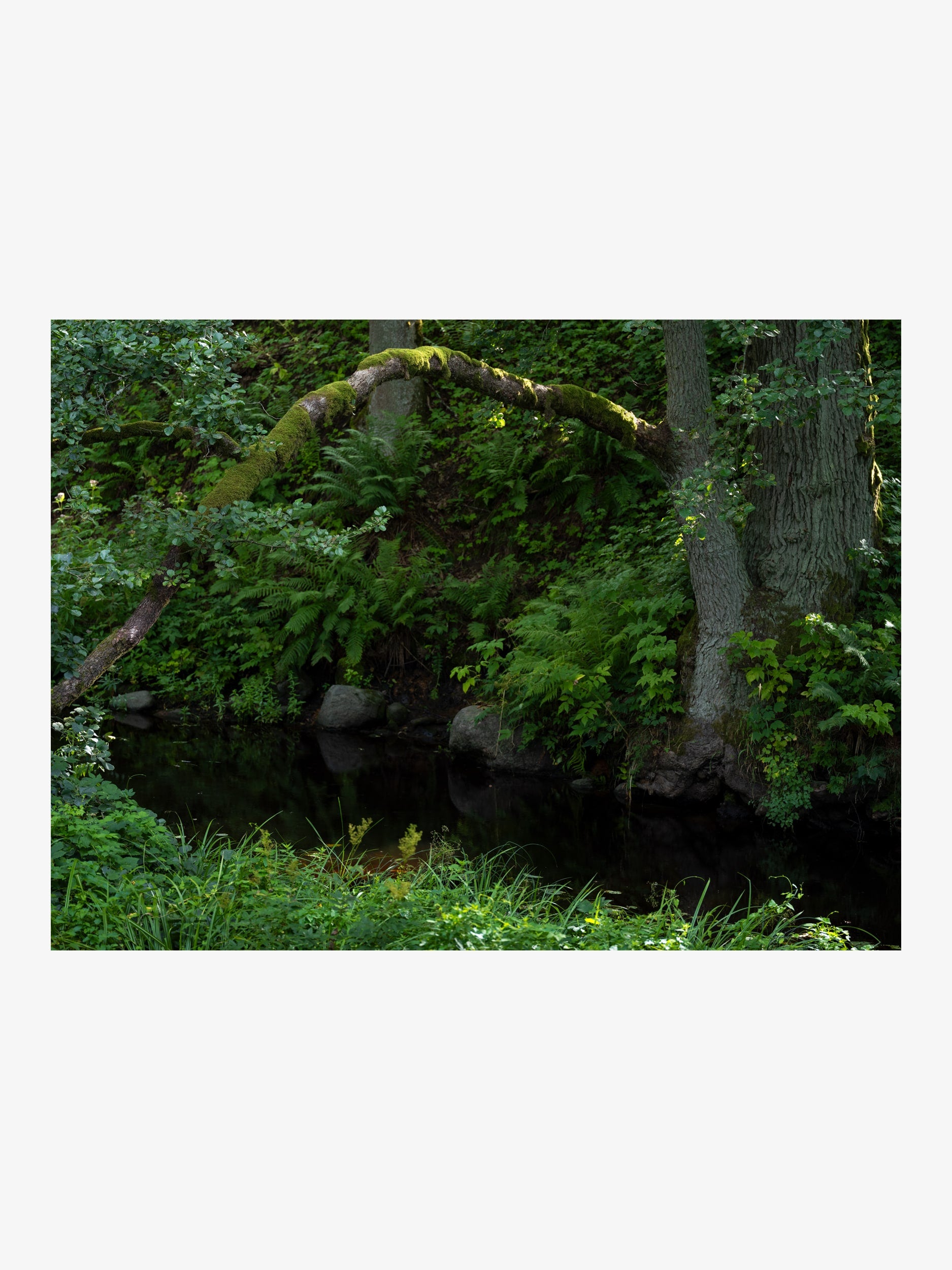Forest Stream and Mossy Tree – Nature Fine Art Print