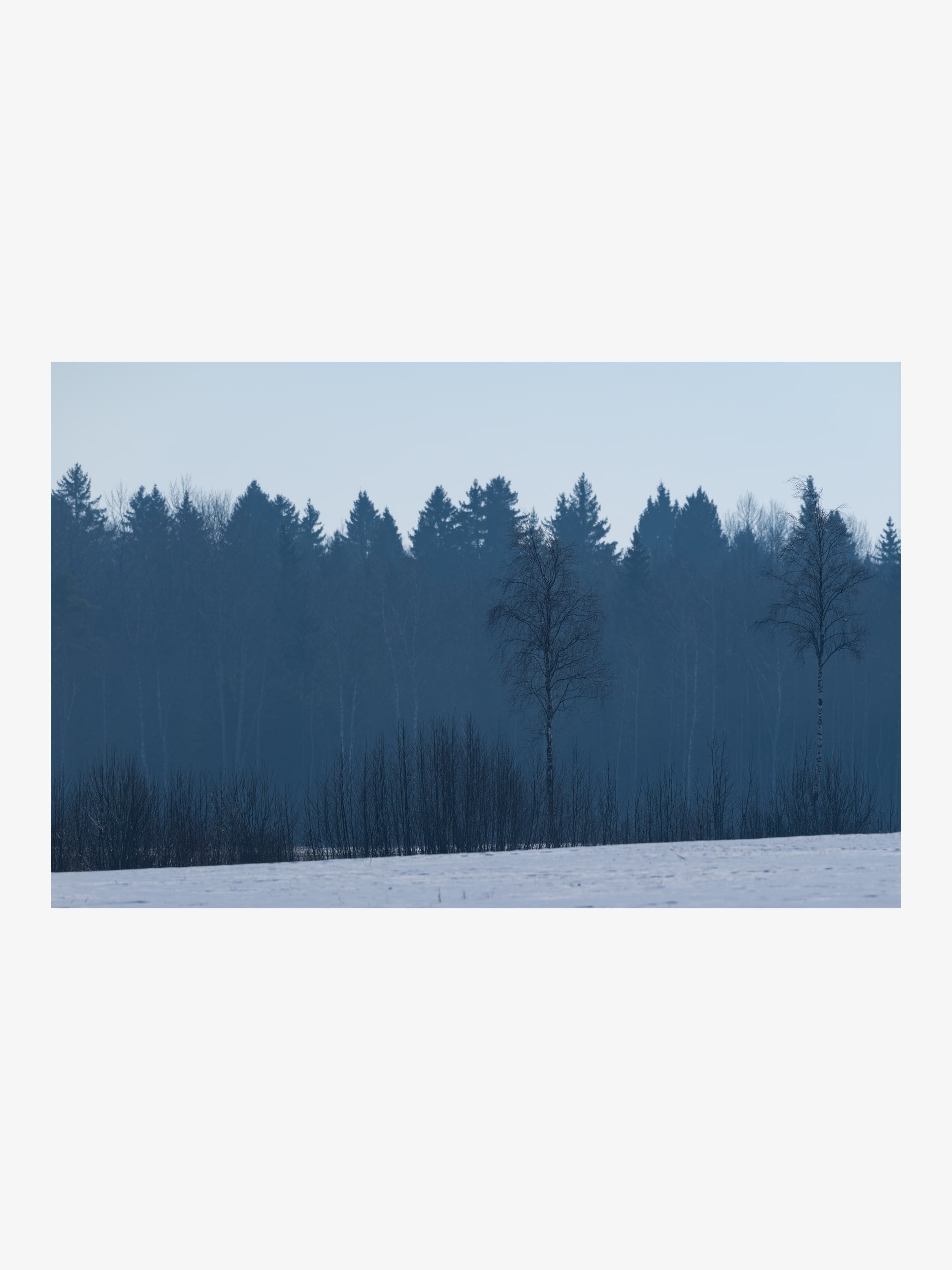 Snowy Field and Silhouettes of Winter Forest – Landscape Fine Art Print