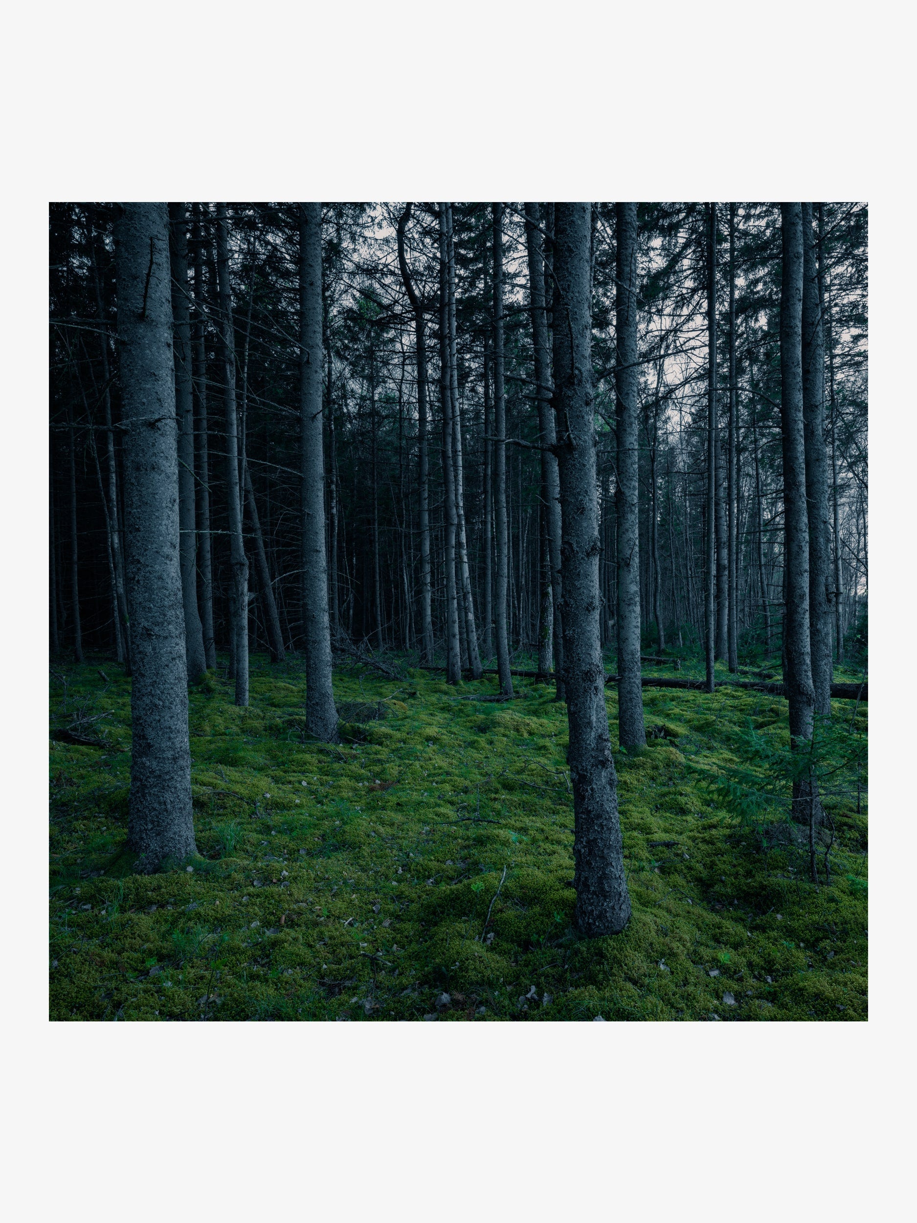 Coniferous Forest with Moss Carpet – Nature Fine Art Print