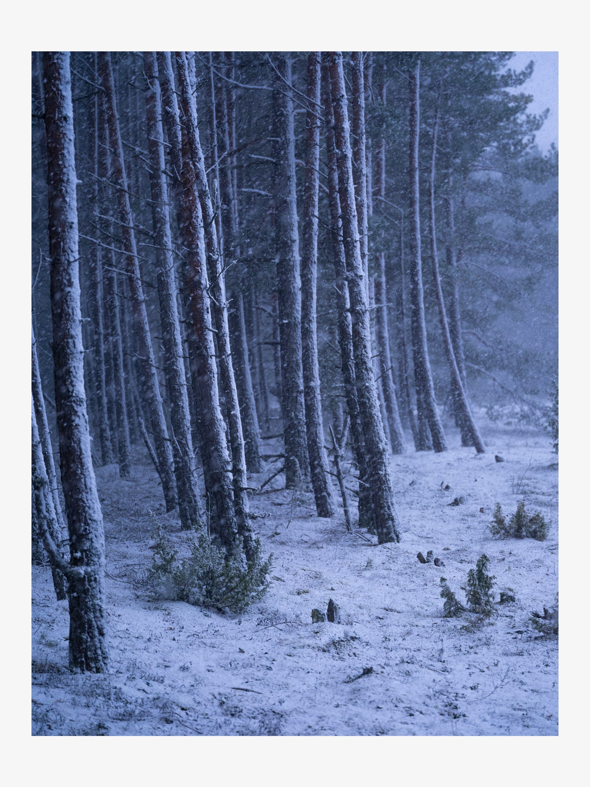 Winter Forest in Snowfall – Landscape Fine Art Print