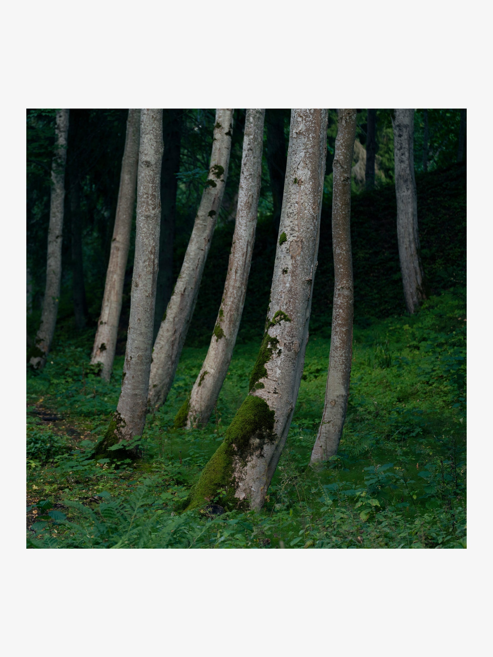 Rhythm of Tree Trunks in Green Forest – Fine Art Print