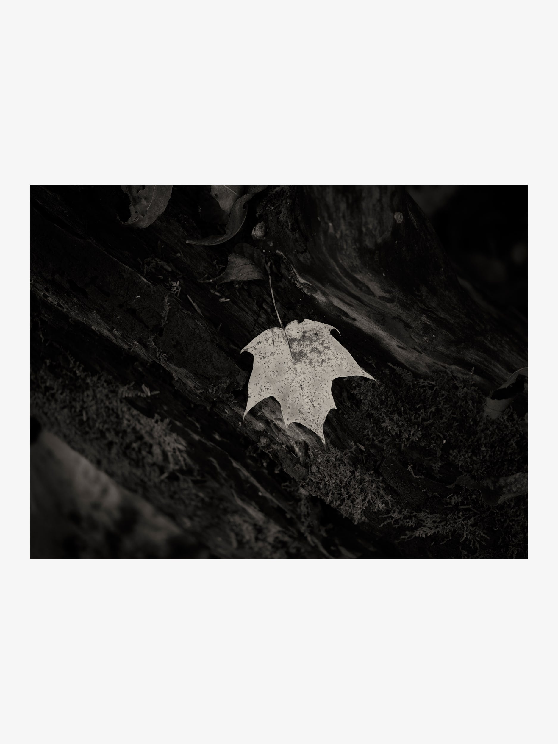 Lonely Leaf on Wood – Black and White Fine Art Print