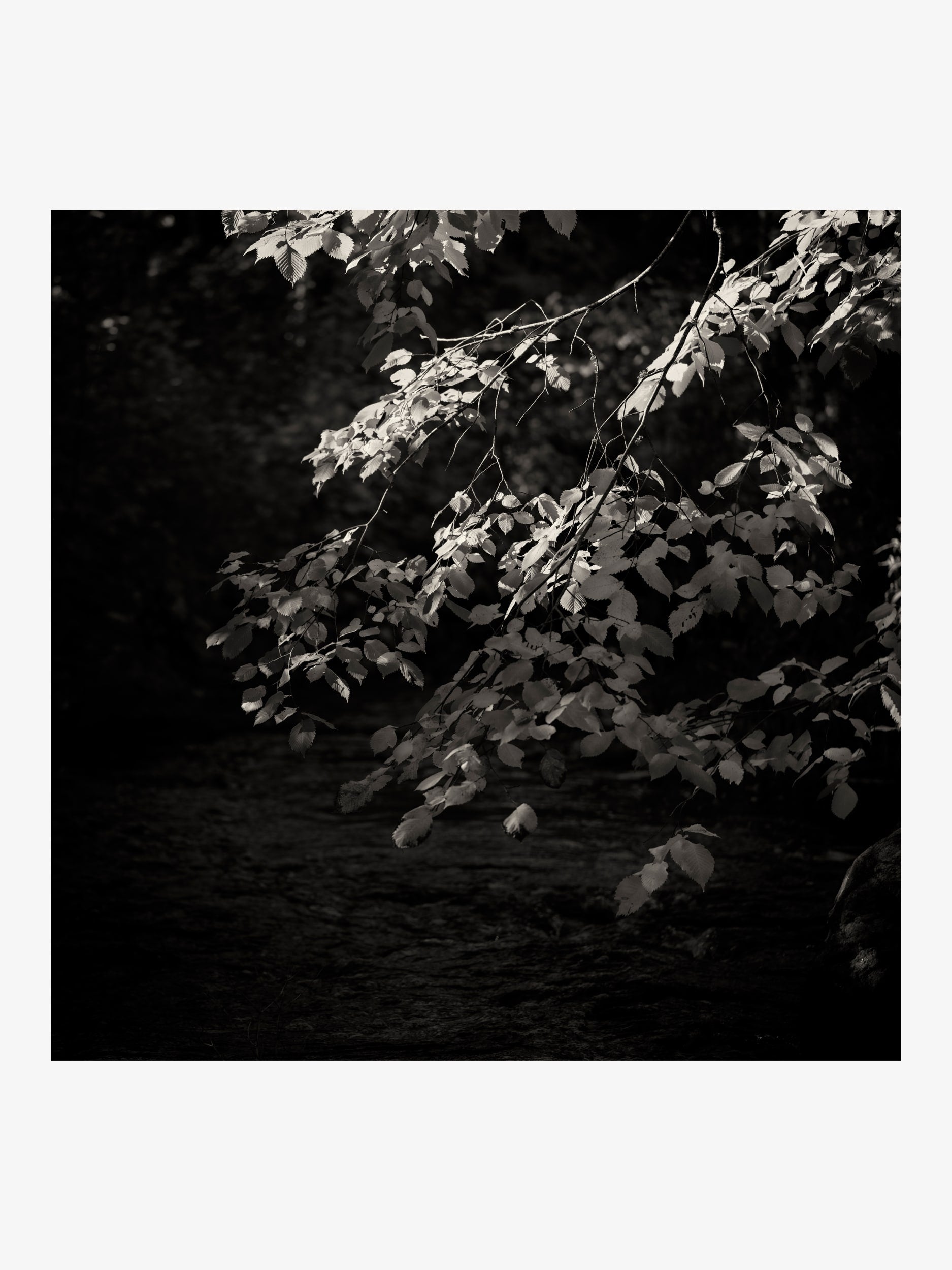 Branch with Leaves in Black and White – Fine Art Print
