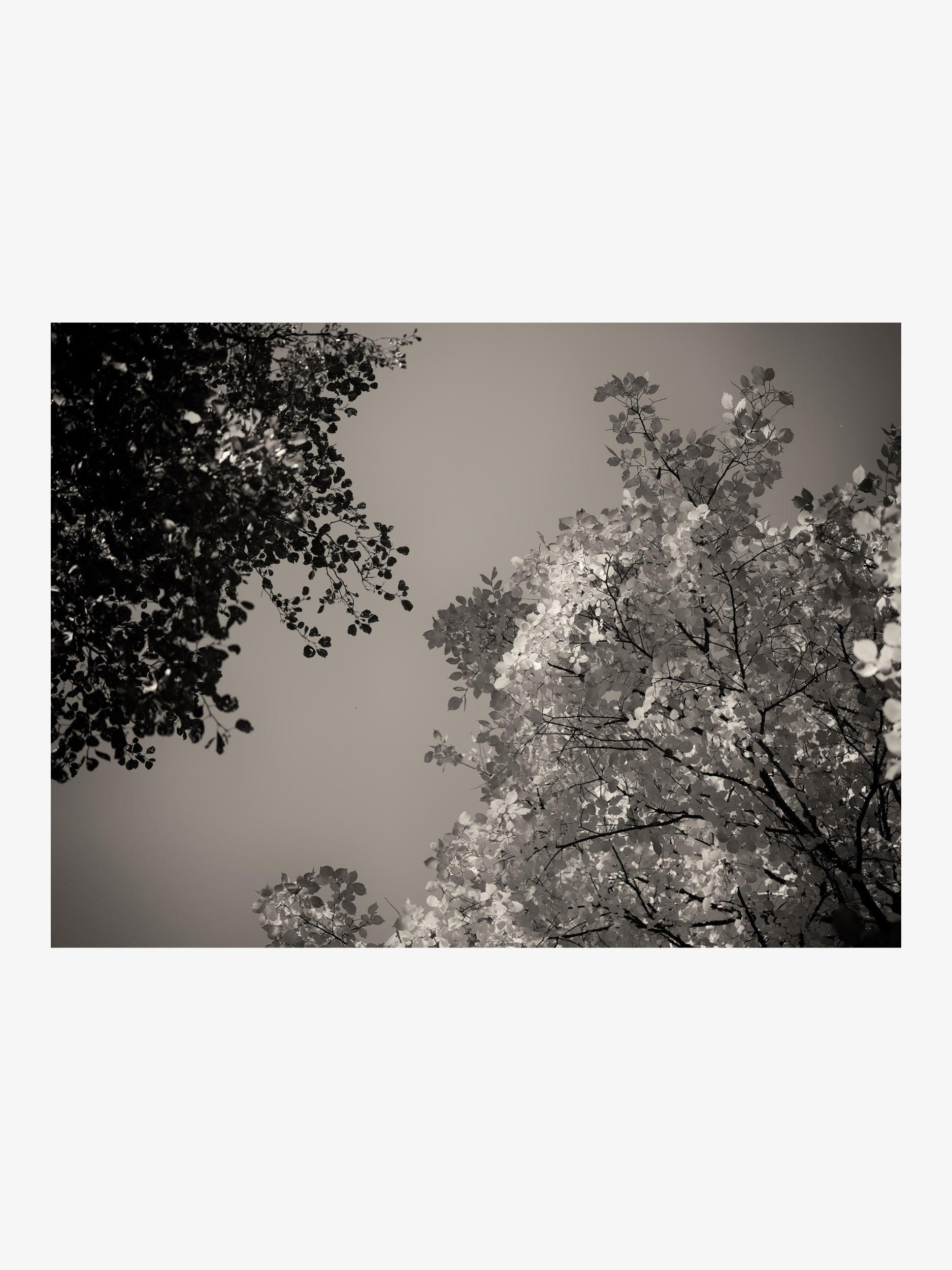 Black and White Tree Crowns – Fine Art Print