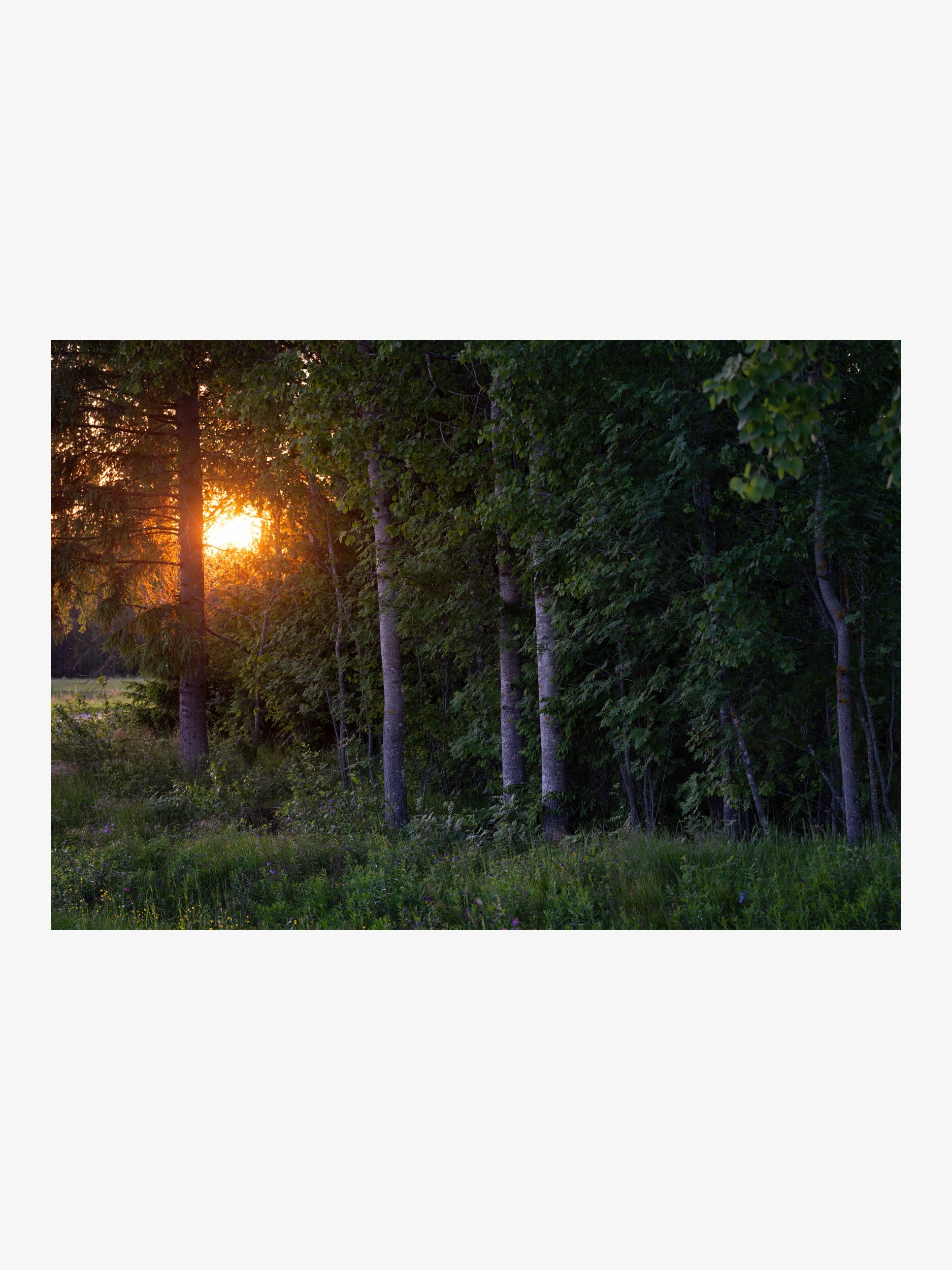 Forest Sunset with Golden Light Through the Trees – Nature Fine Art Photography