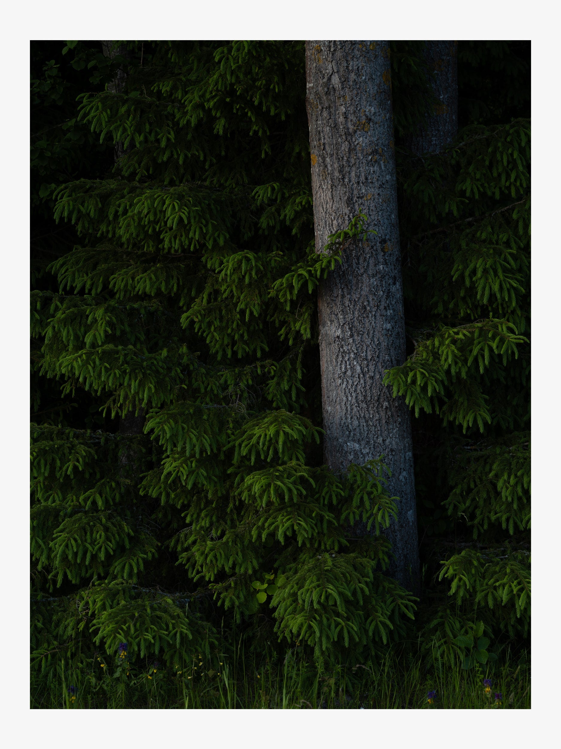 Spruce Branches and Tree Trunk in the Forest – Nature Fine Art Photography