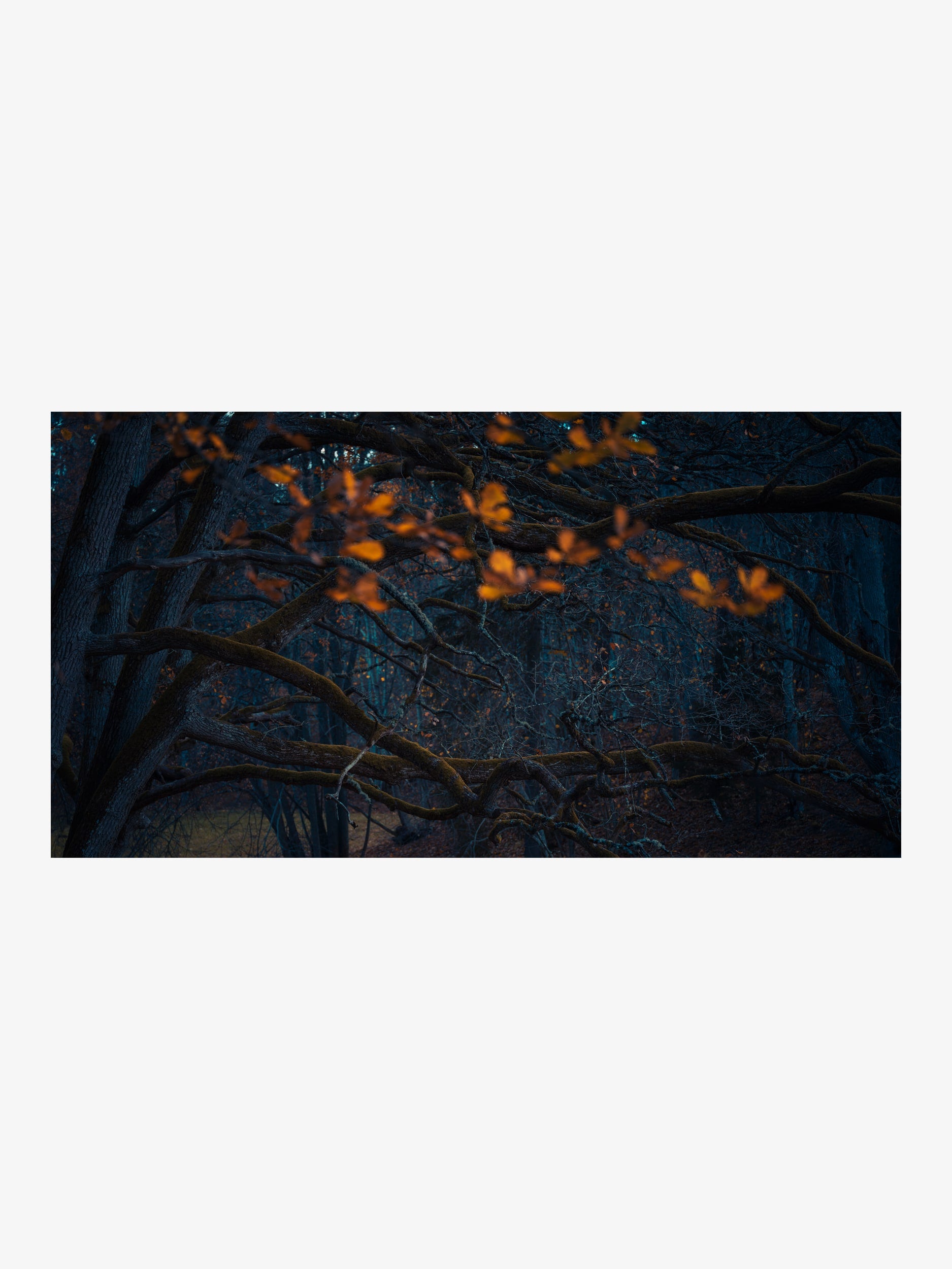 Forest Branches with Autumn Leaves – Nature Photography in Dark Tones