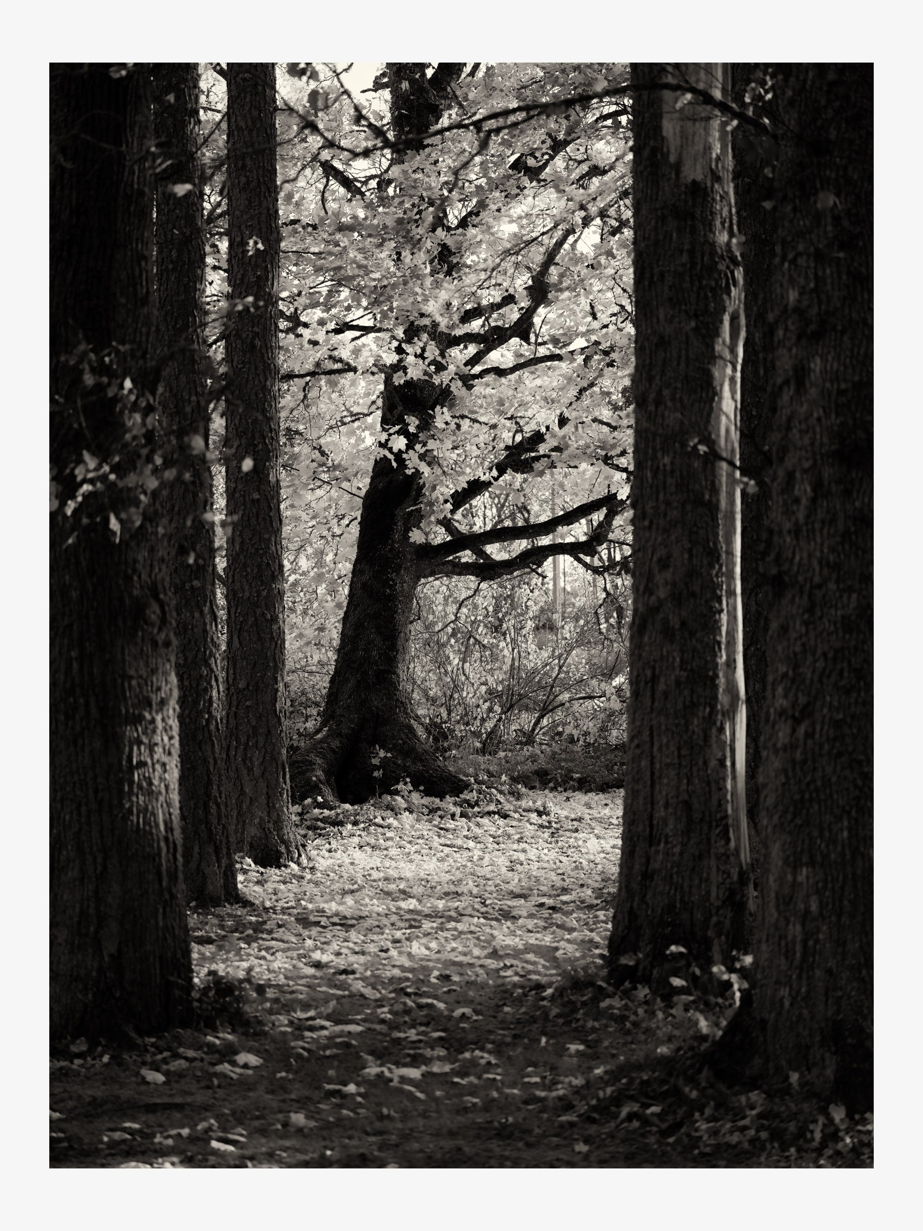 Black and White Forest Landscape – Fine Art Print for Interior Decor