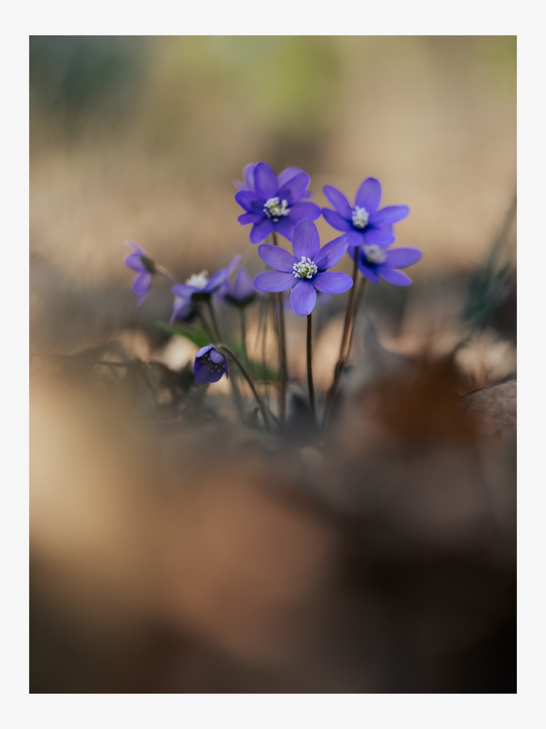 Hepatica Nobilis in the Forest – Fine Art Print for Interior Decor