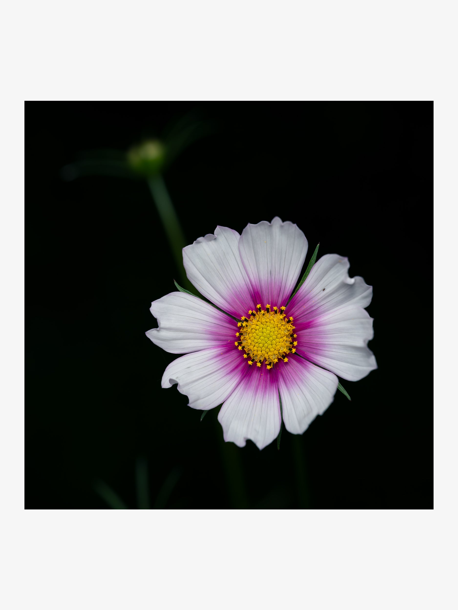 Cosmos Bipinnatus on Dark Background – Fine Art Print for Interior Decor