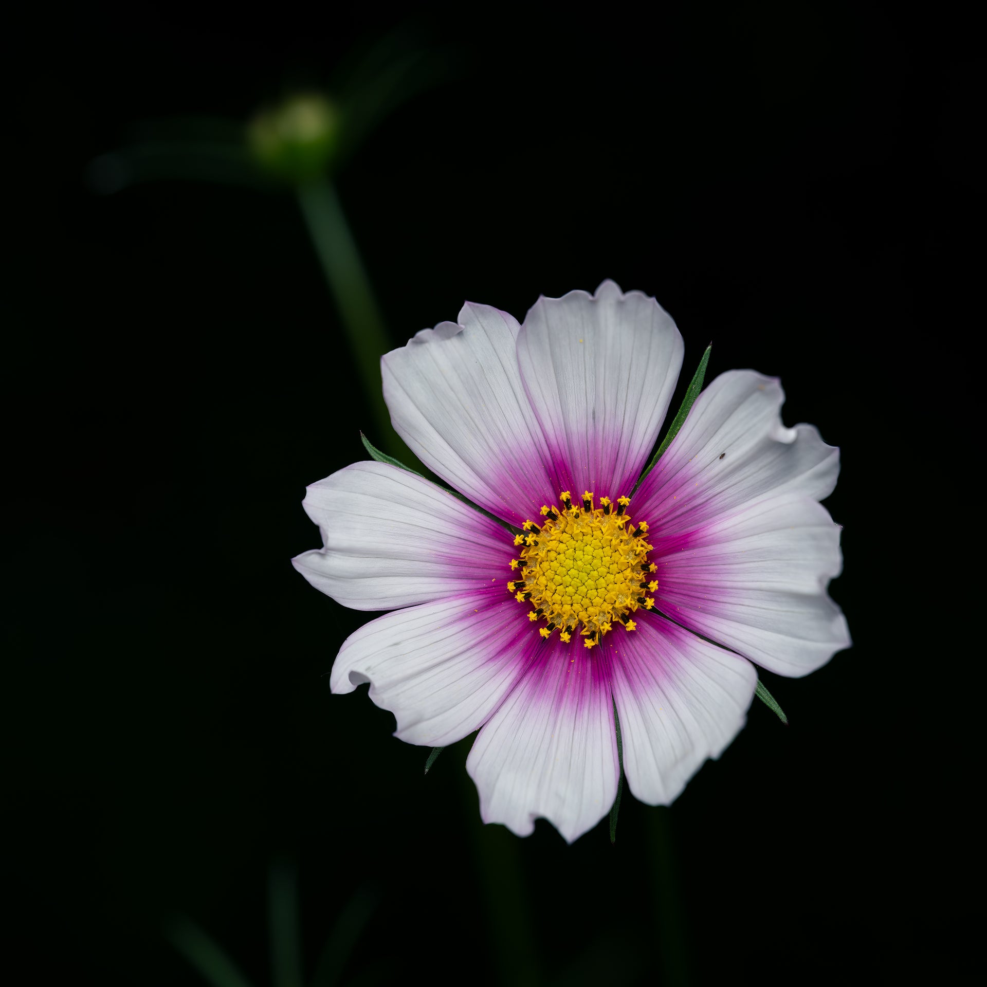 Cosmos Bipinnatus on Dark Background – Fine Art Print for Interior Decor