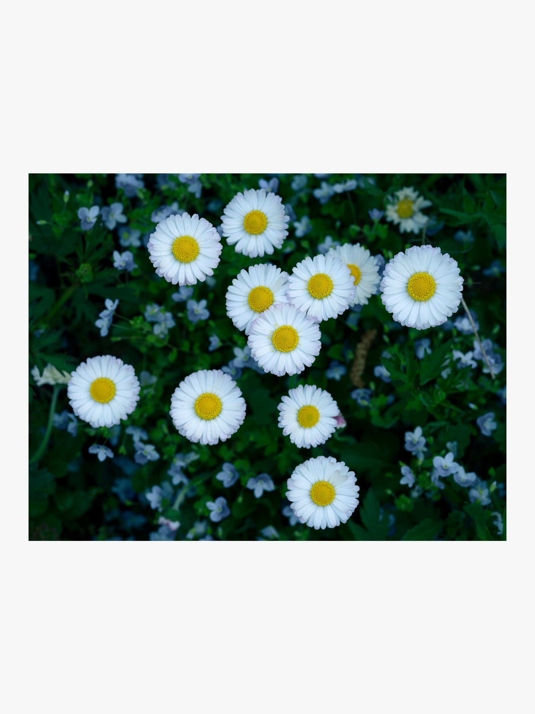 Daisies in Greenery – Wall Print for Interior Decor