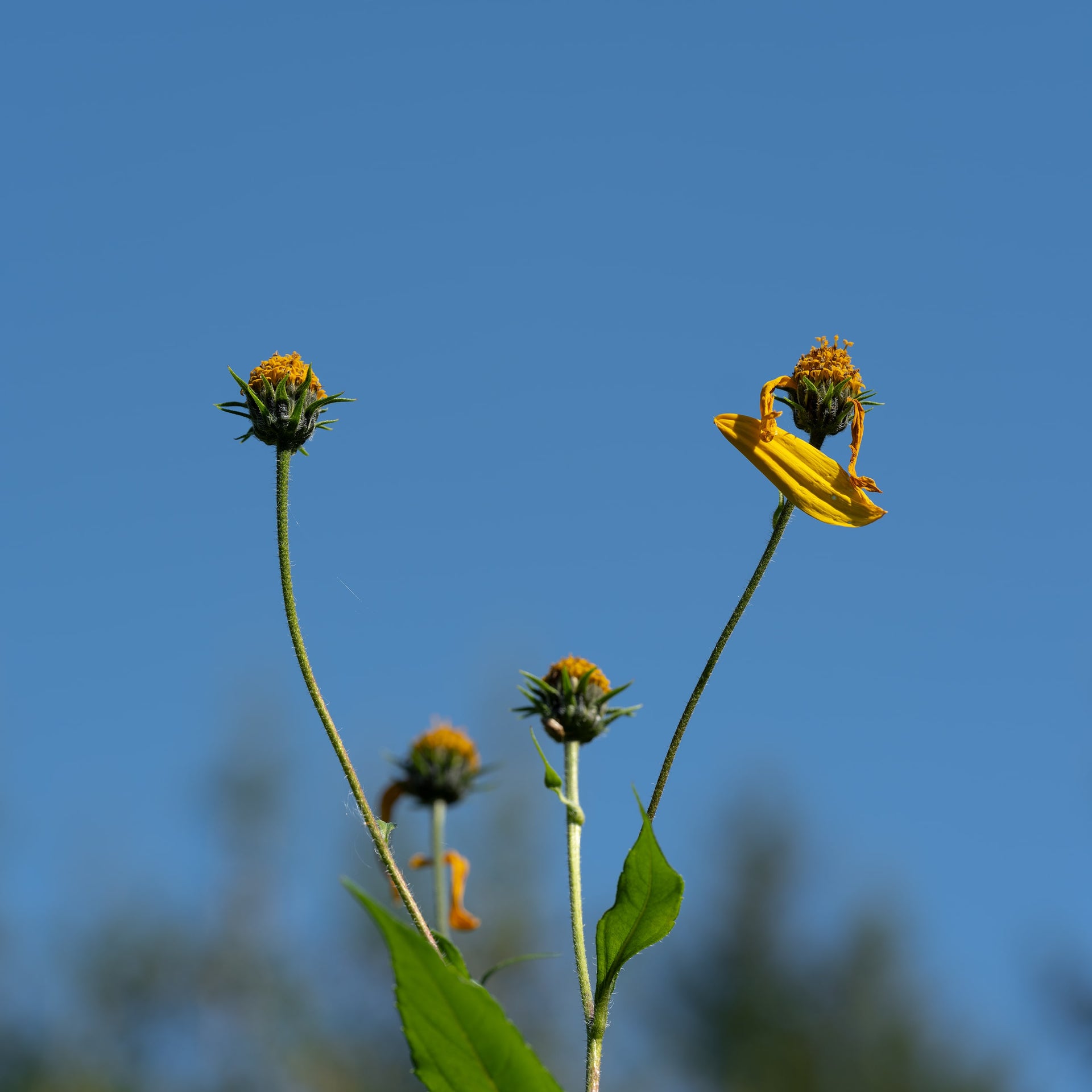 Tagetes Against Blue Sky – Fine Art Print for Interior Decor
