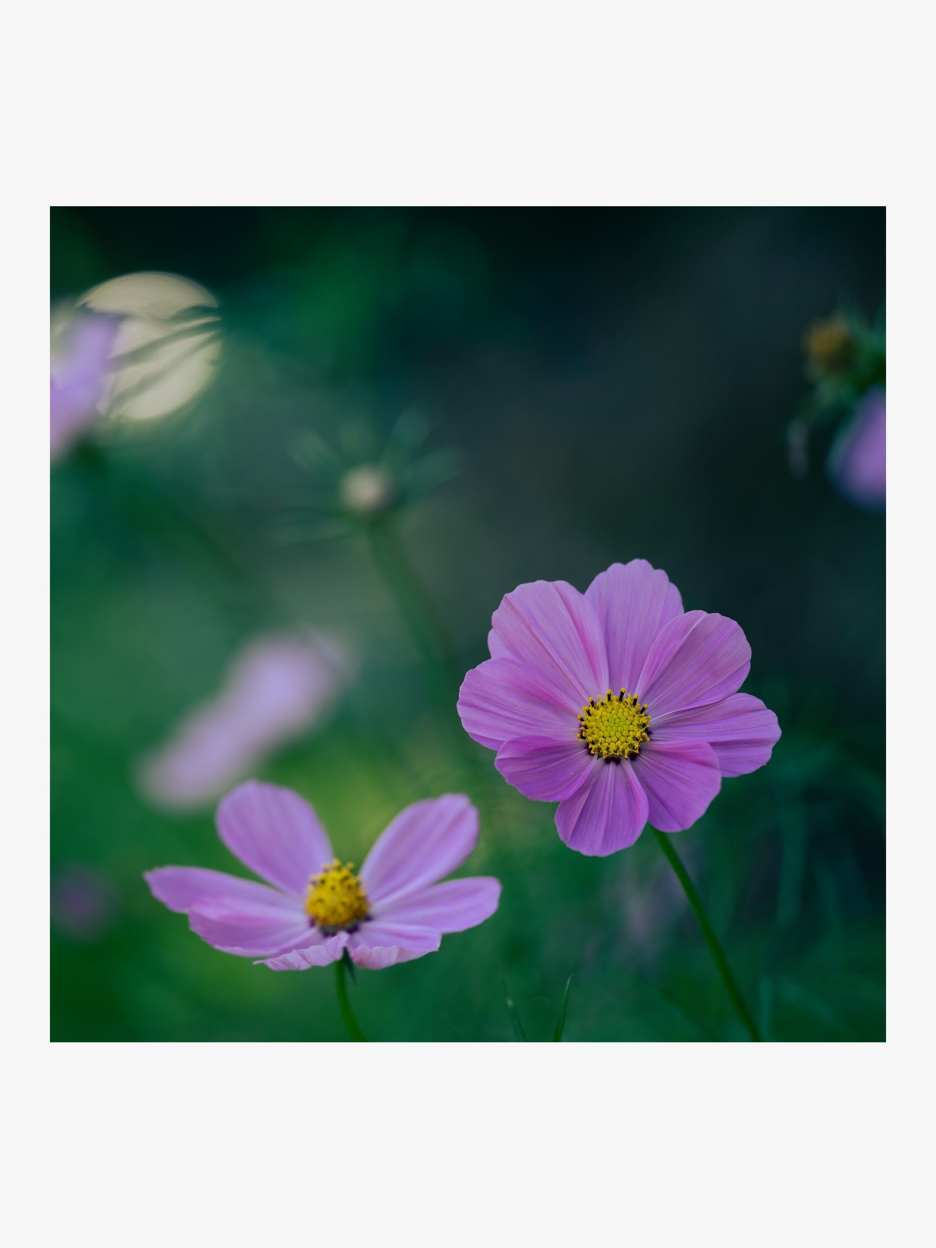 Pink Cosmos in the Garden – Fine Art Print for Interior Decor