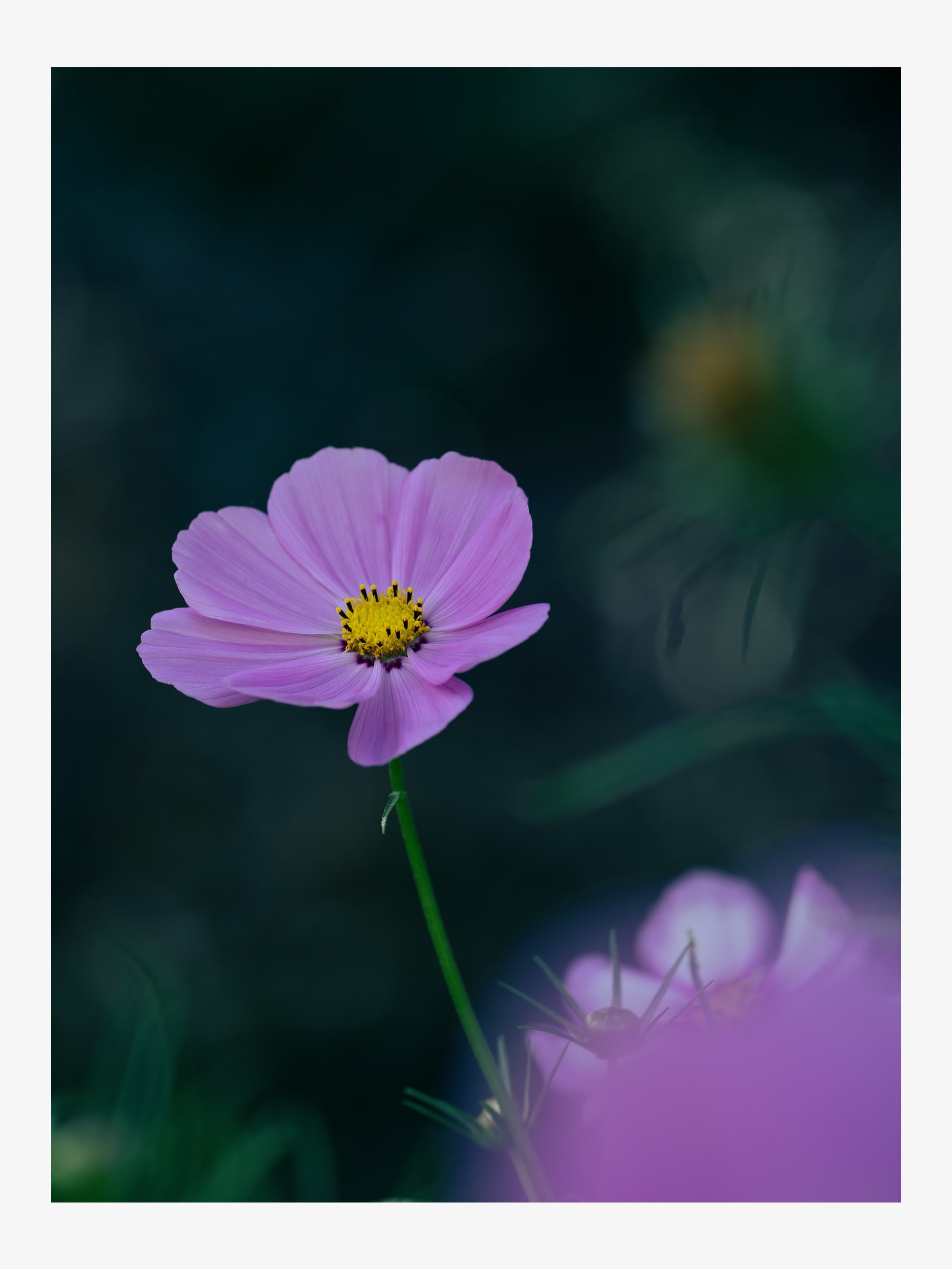Single Pink Cosmos – Fine Art Print for Interior Decor
