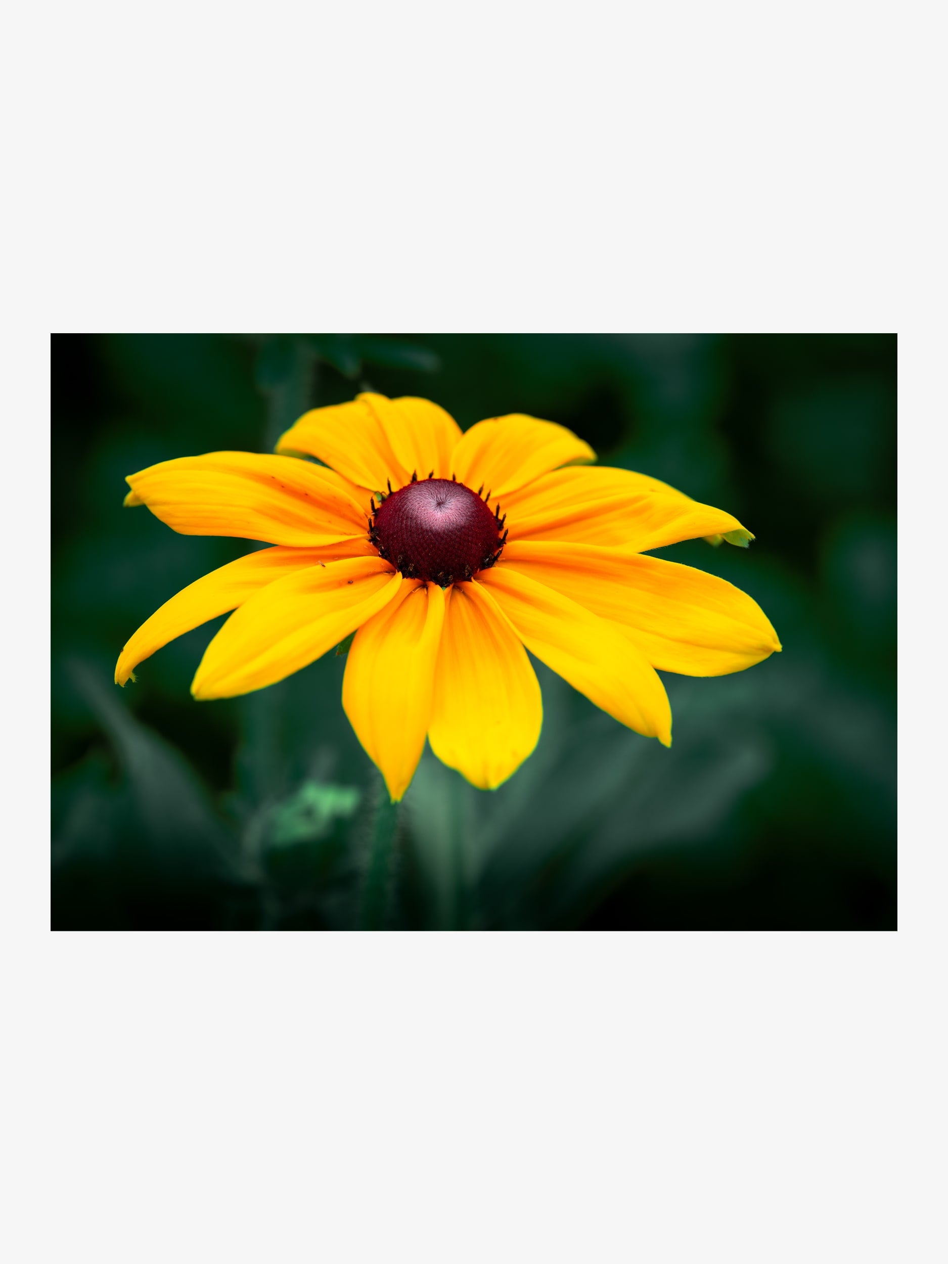 Rudbeckia Hirta Close-Up – Fine Art Print for Interior Decor
