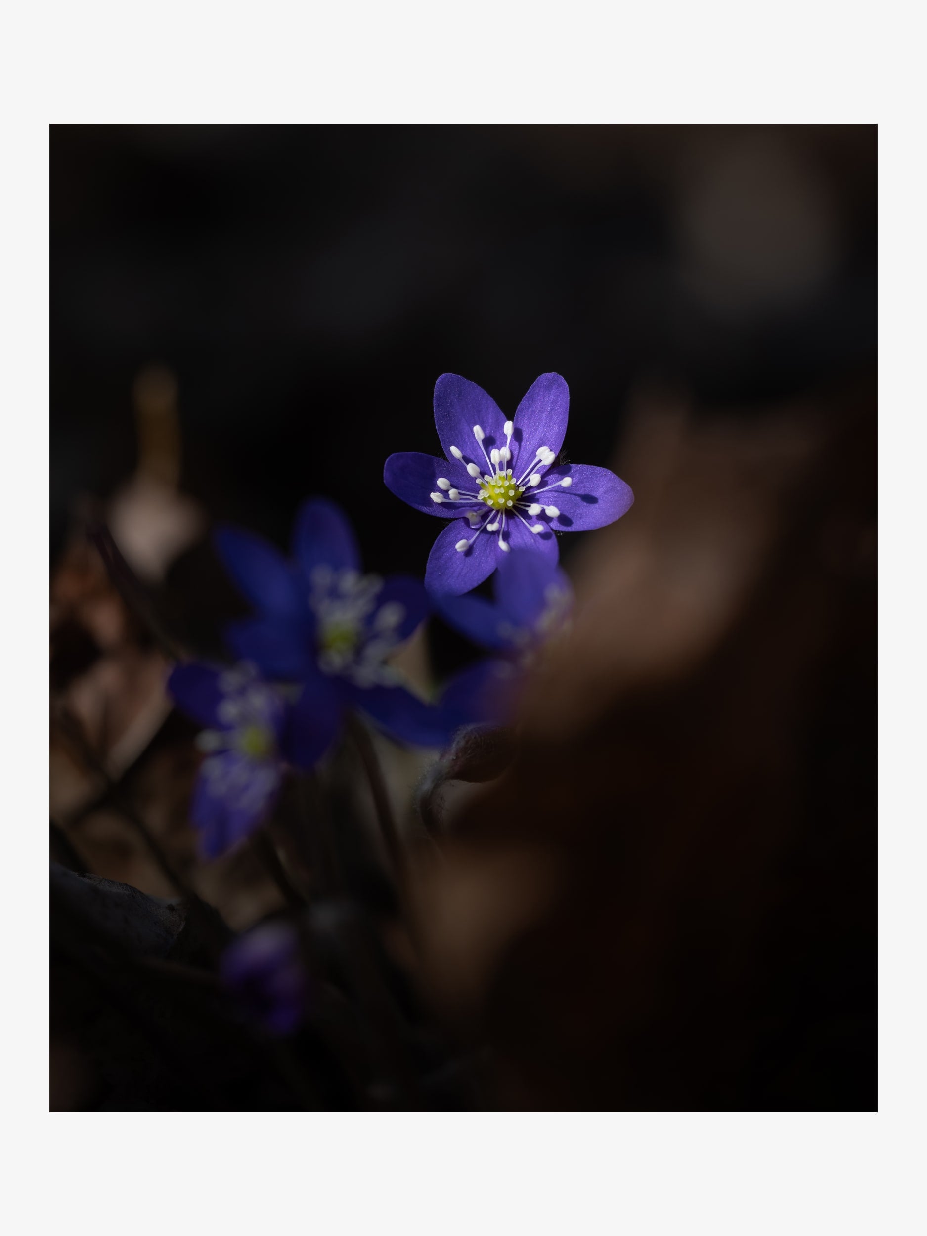 Hepatica Nobilis in Dark Forest – Fine Art Print for Interior Decor