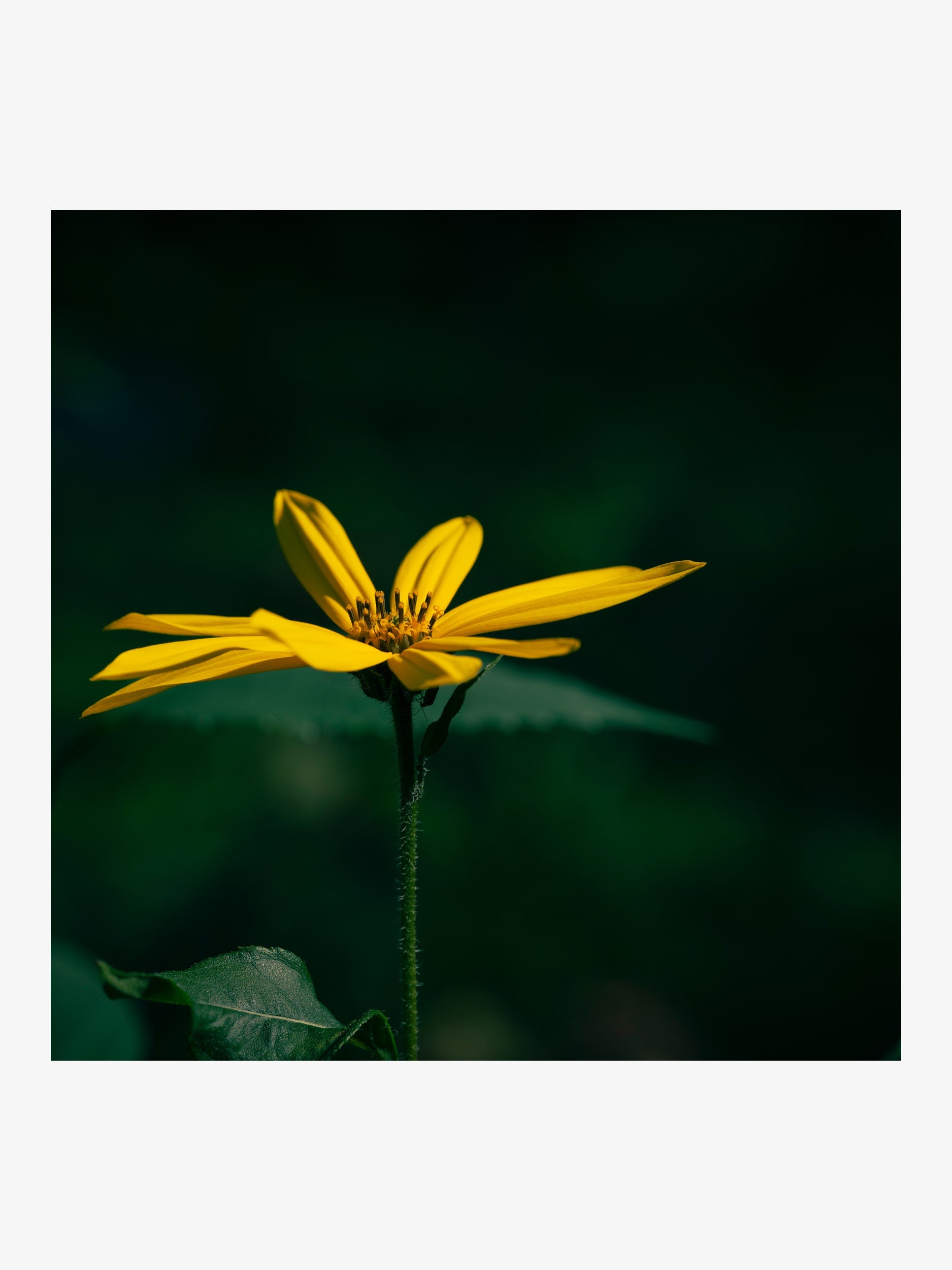 Yellow Jerusalem Artichoke Flower – Fine Art Print for Interior Decor
